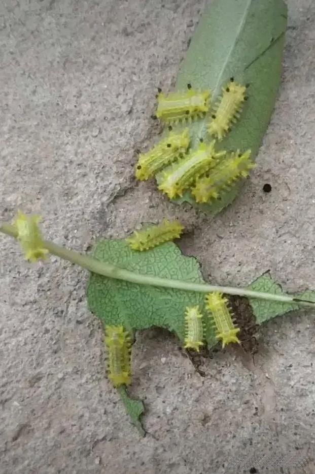 不知道大家对这种虫子熟悉吗,有认识它的吗?