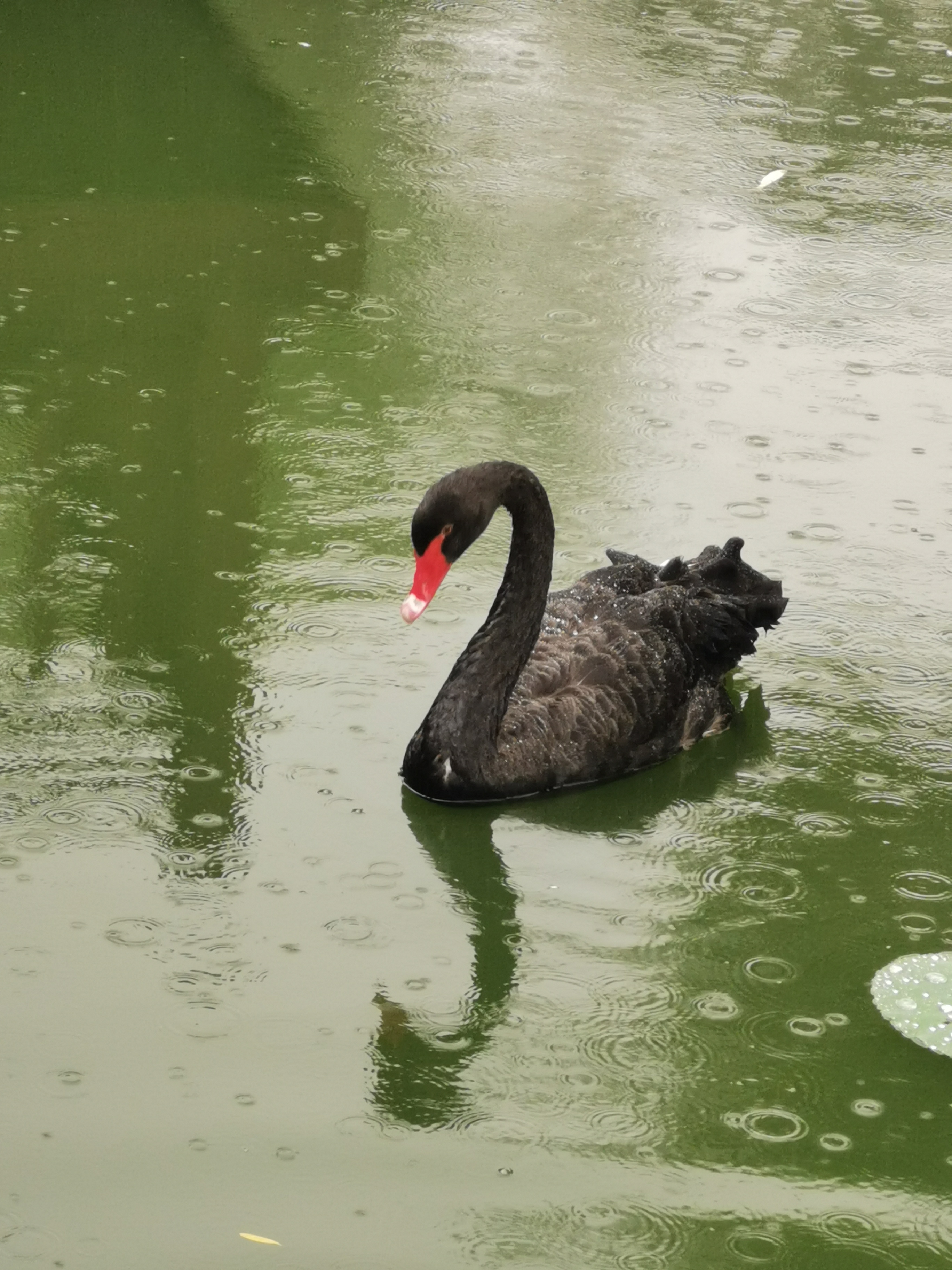 济南动物园里的黑天鹅  未见白毛浮绿水