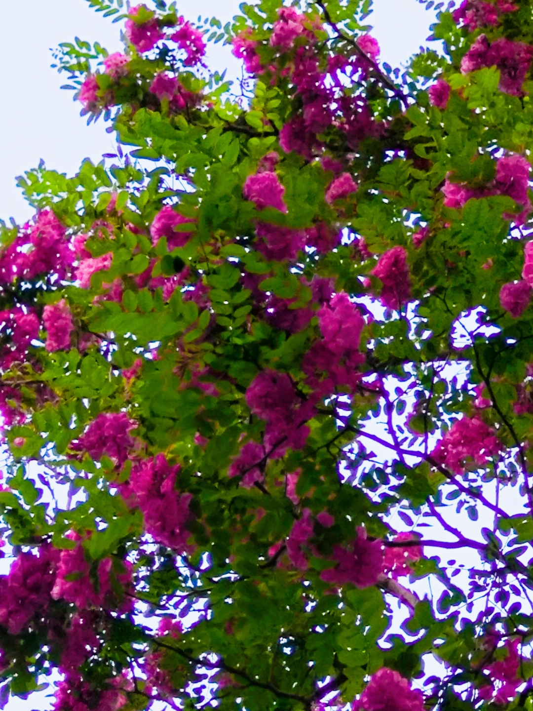 花色艳丽,在暮春初夏盛开,是北方城市这个时节不可多得的花树