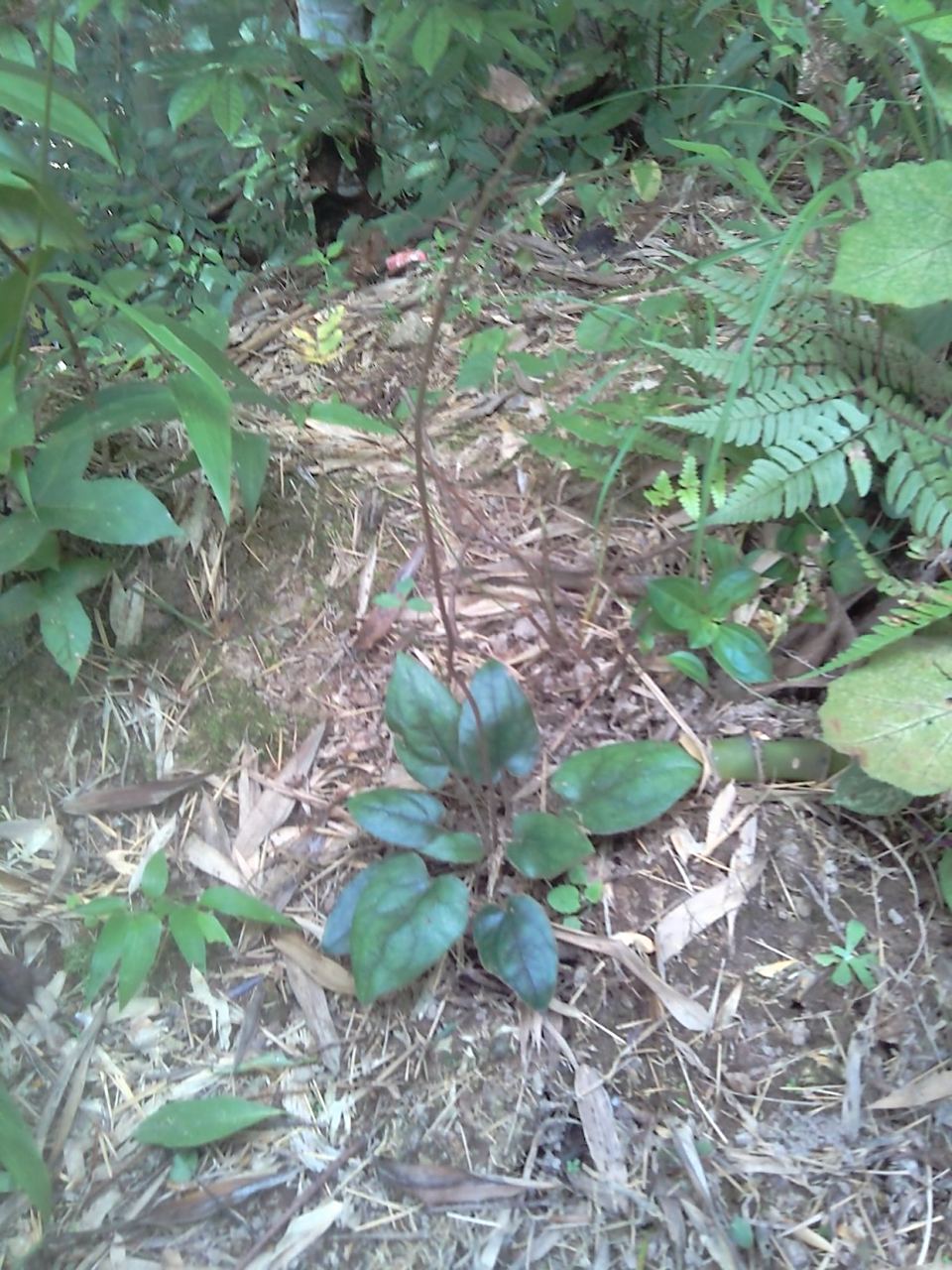 竹林下野生名贵中草药:杏香兔耳风