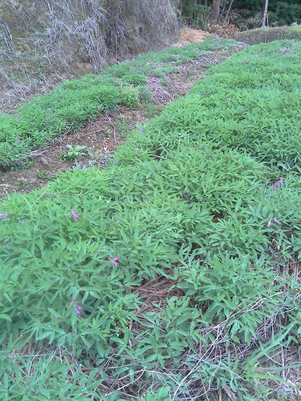 高寒山区种植中药材元胡(学名:延胡索),套种的鲜食品种青豆,元胡收获