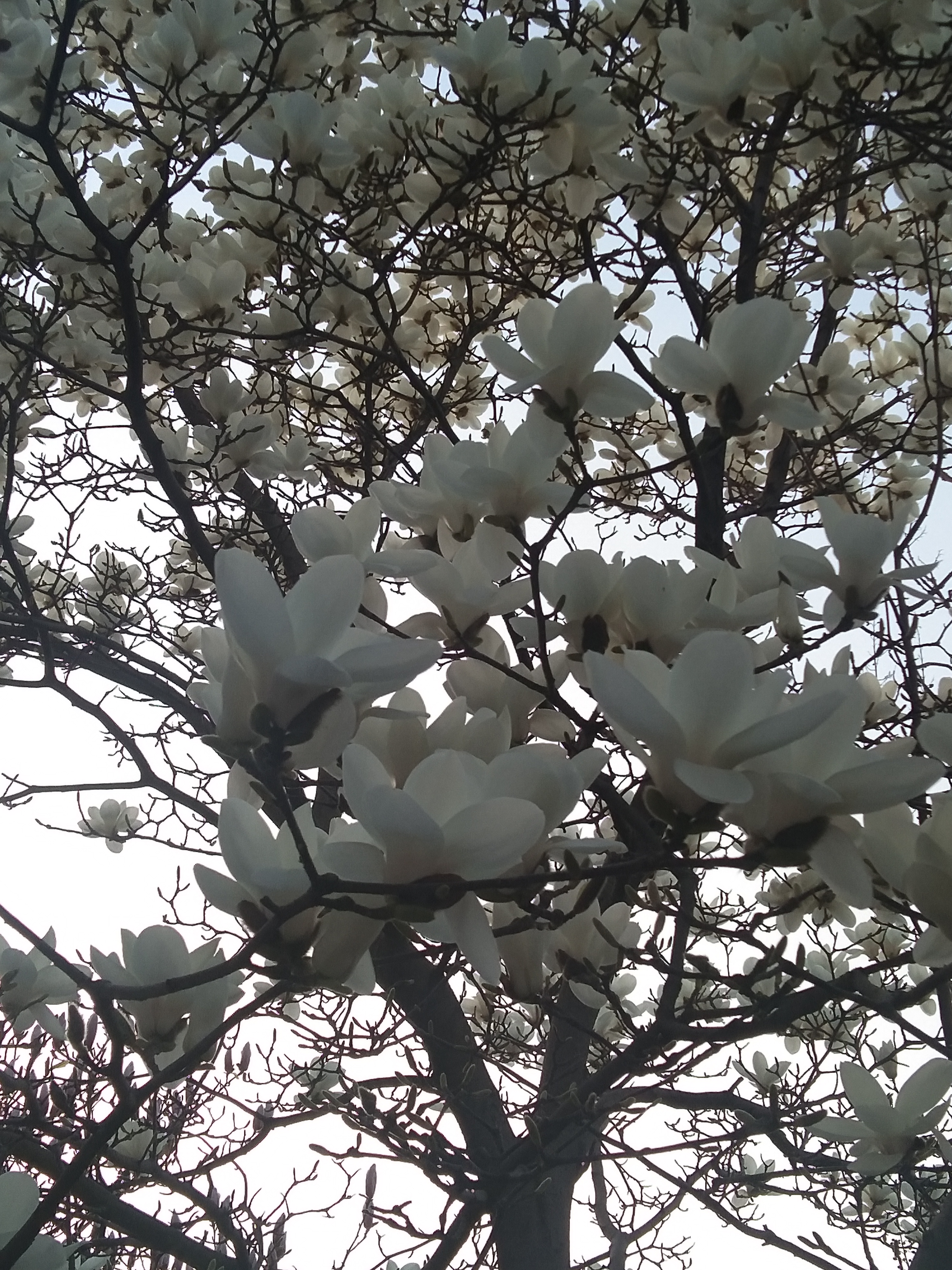 玉堂春花开  走在林荫小道散步,一股芳郁的香味缕缕飘来,回头望望顺着
