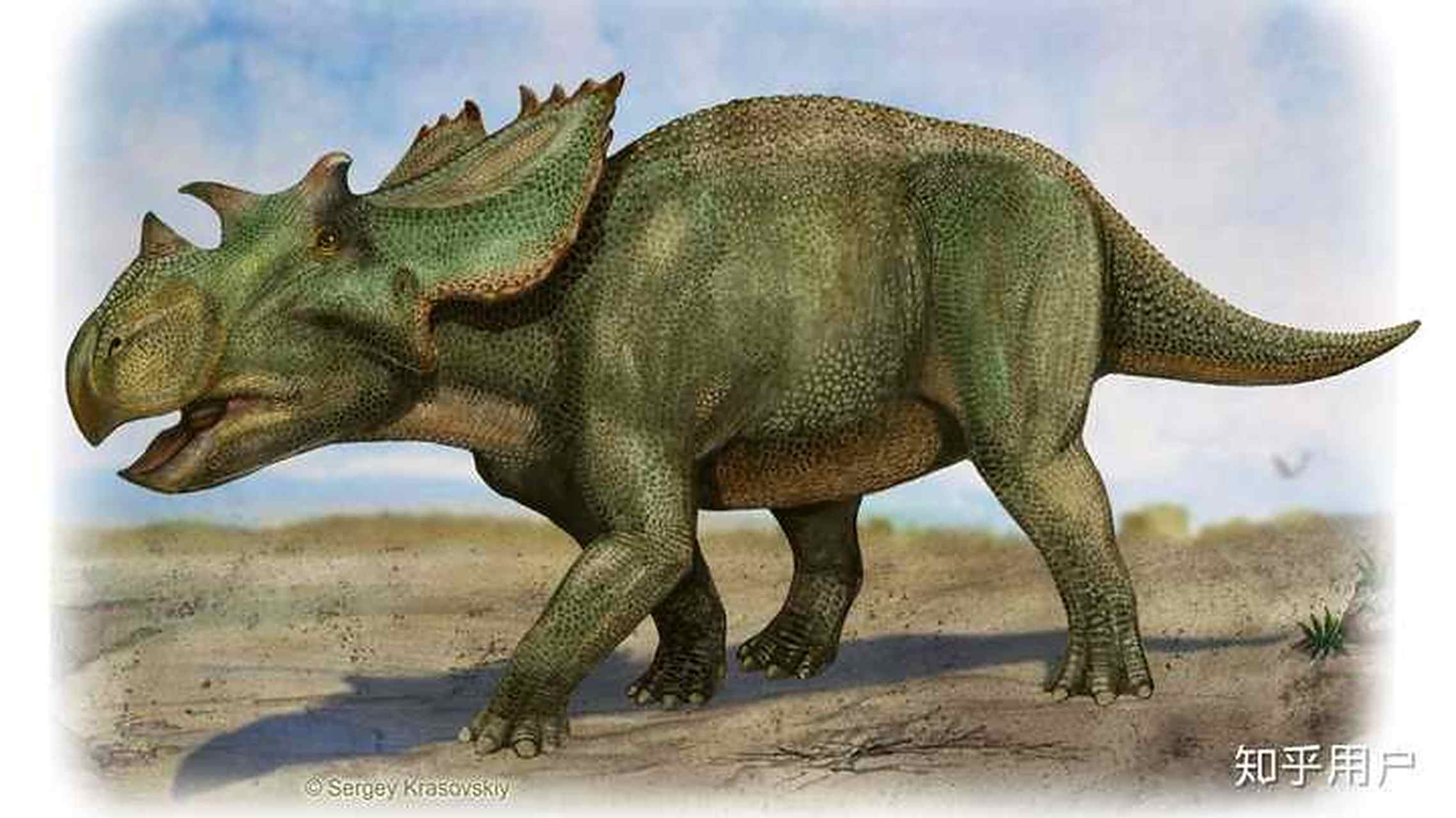 犹他角龙 犹他角龙(学名:utahceratops)是角龙科开角龙亚科恐龙的一属
