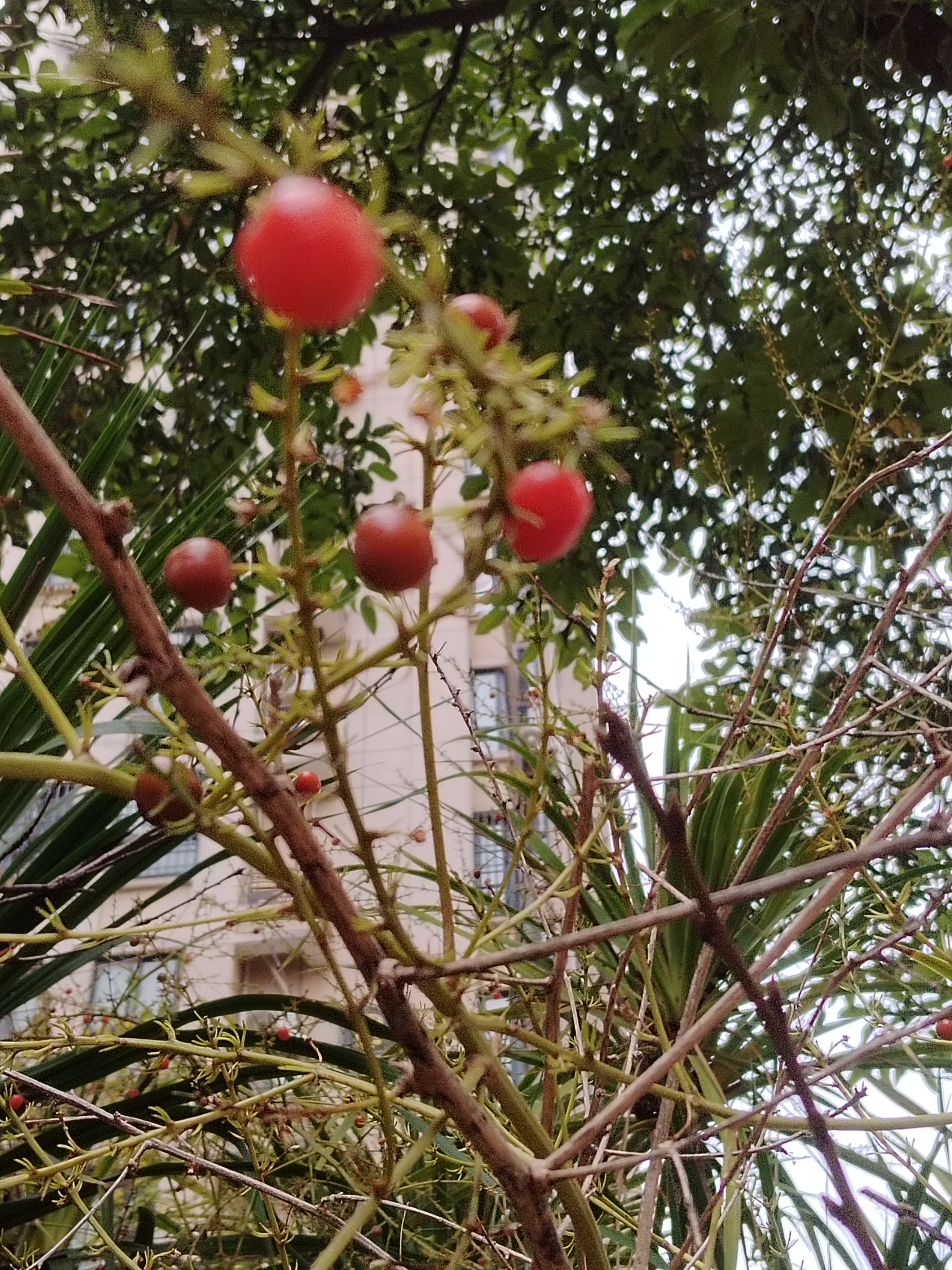 龙血树的果实图图片