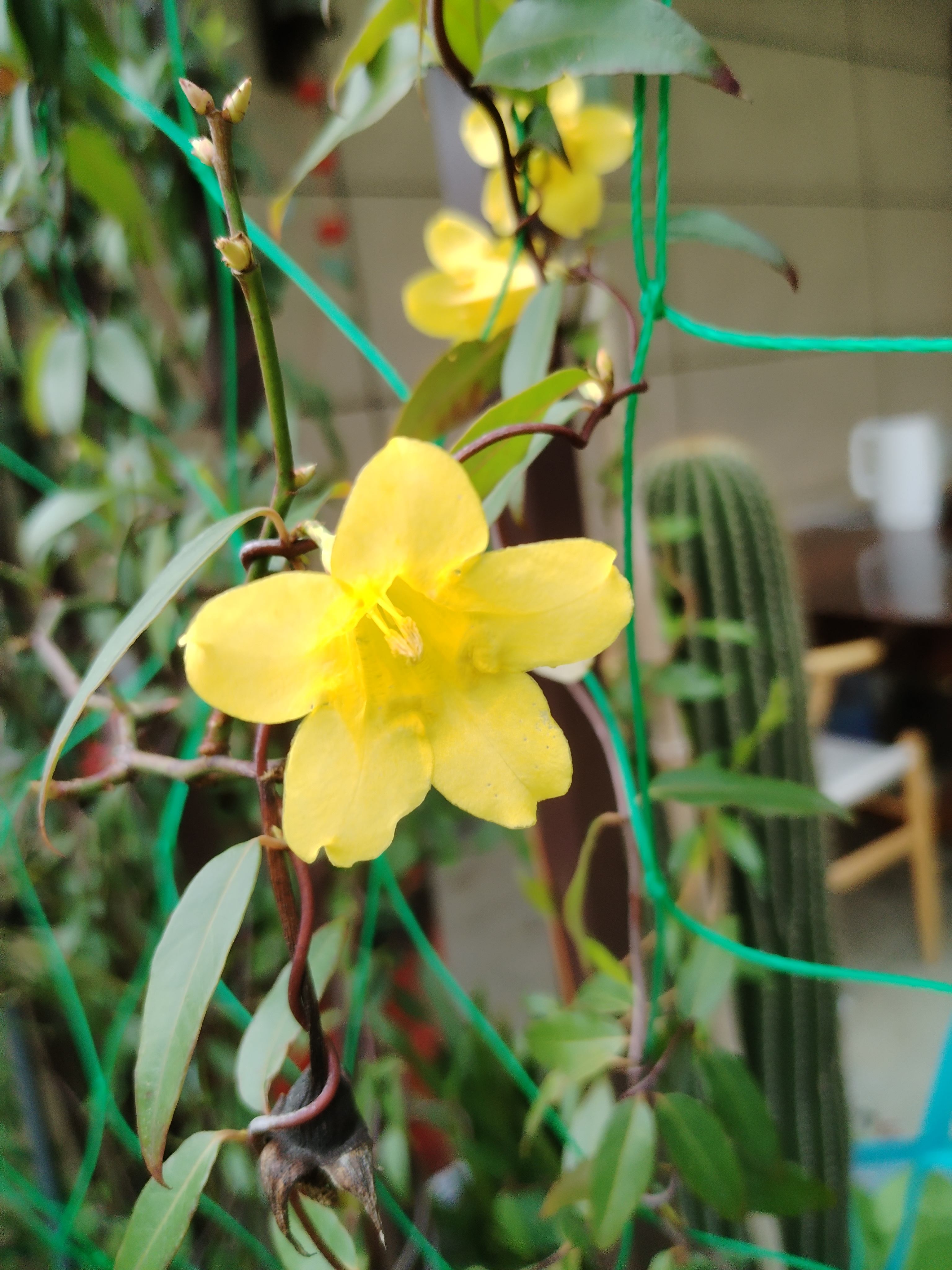 法国香水茉莉,这花名字老高大上!