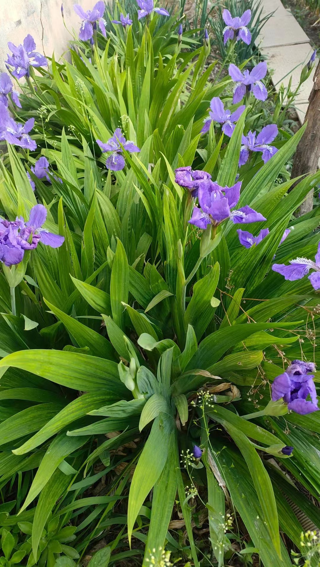 鸢尾花开,宛如初夏的梦境  初夏时节,鸢尾花簇簇盛开,每一朵都像是大