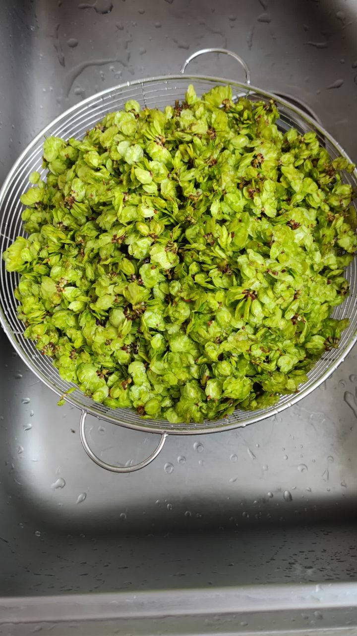 吃榆钱,有余钱榆钱是榆树的果实,因状如铜钱,挂满枝头,故得美名