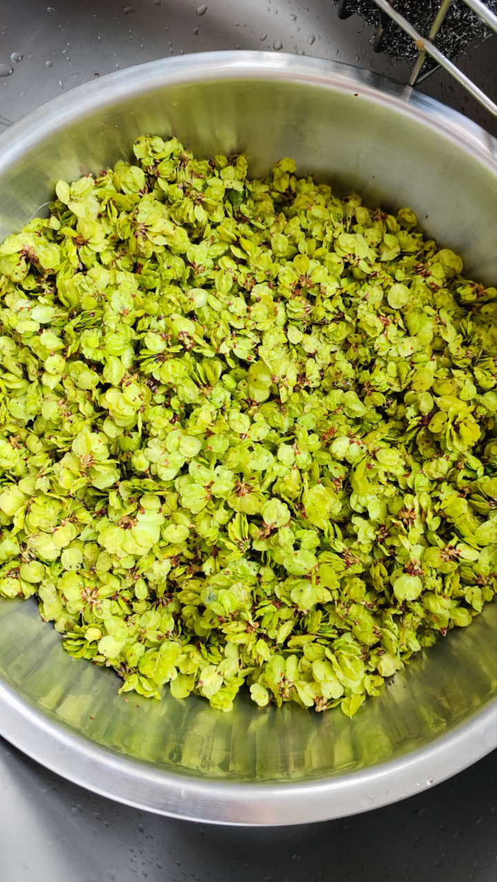 吃榆钱,有余钱榆钱是榆树的果实,因状如铜钱,挂满枝头,故得美名