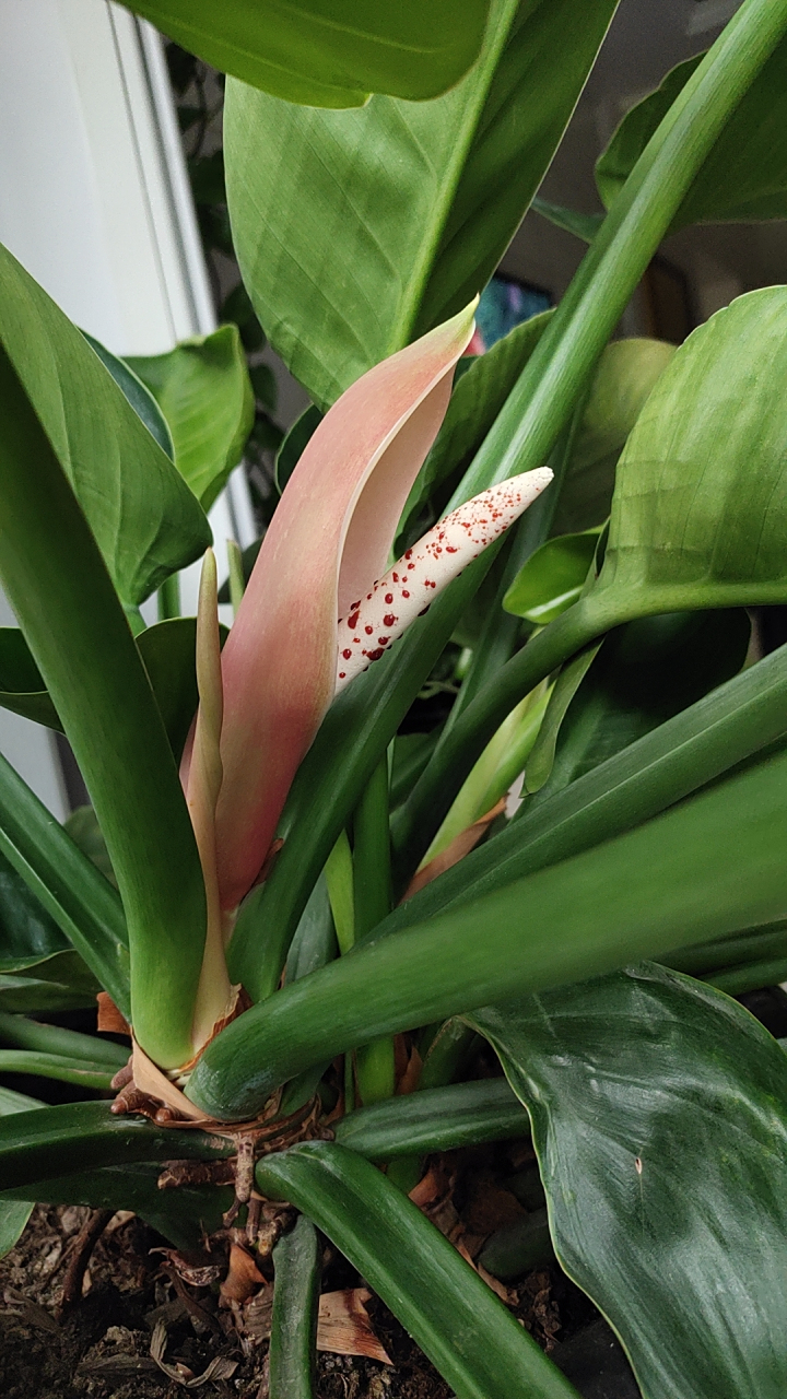 金钻开花了 金钻的育蕾期比较长,但是花期非常的短暂,跟昙花一样,只有