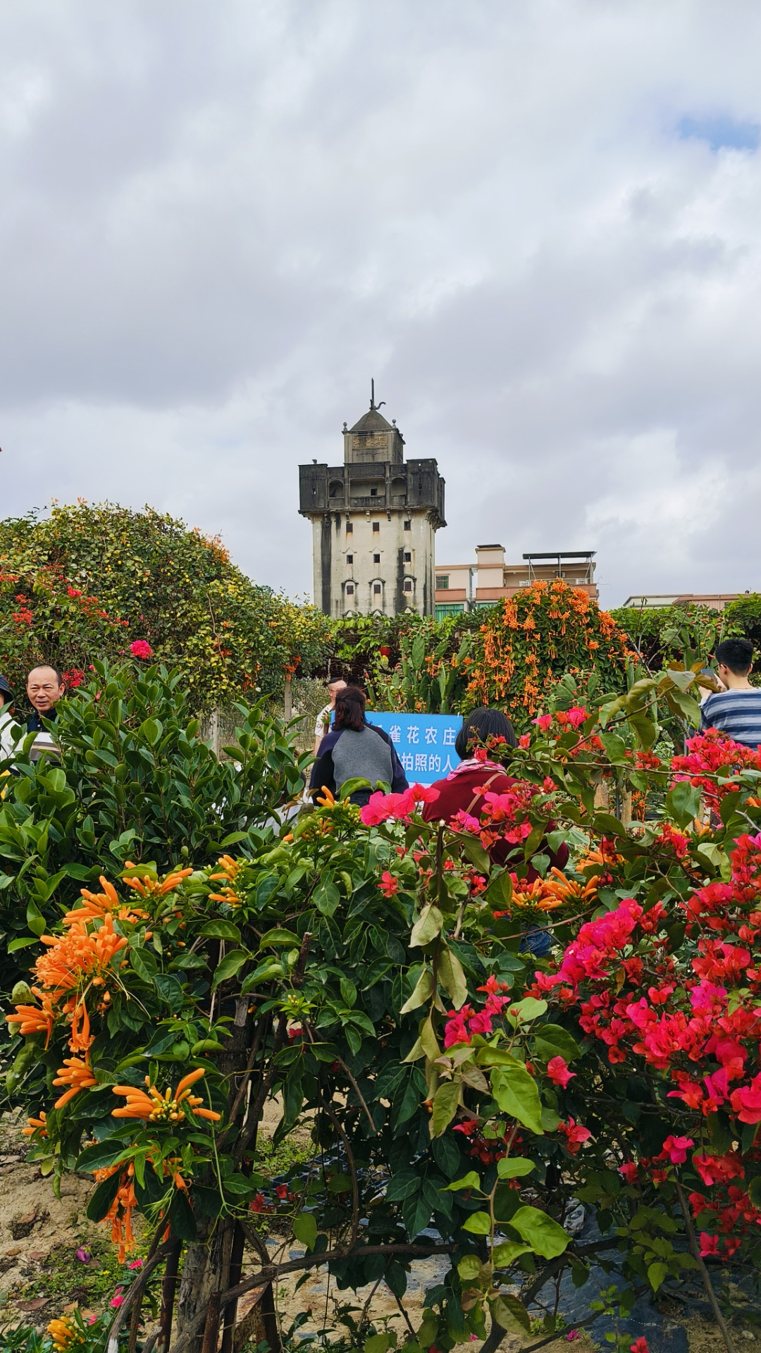 城市周边游好去处#台山水步宝藏地|禾雀花农庄,春日限定浪漫