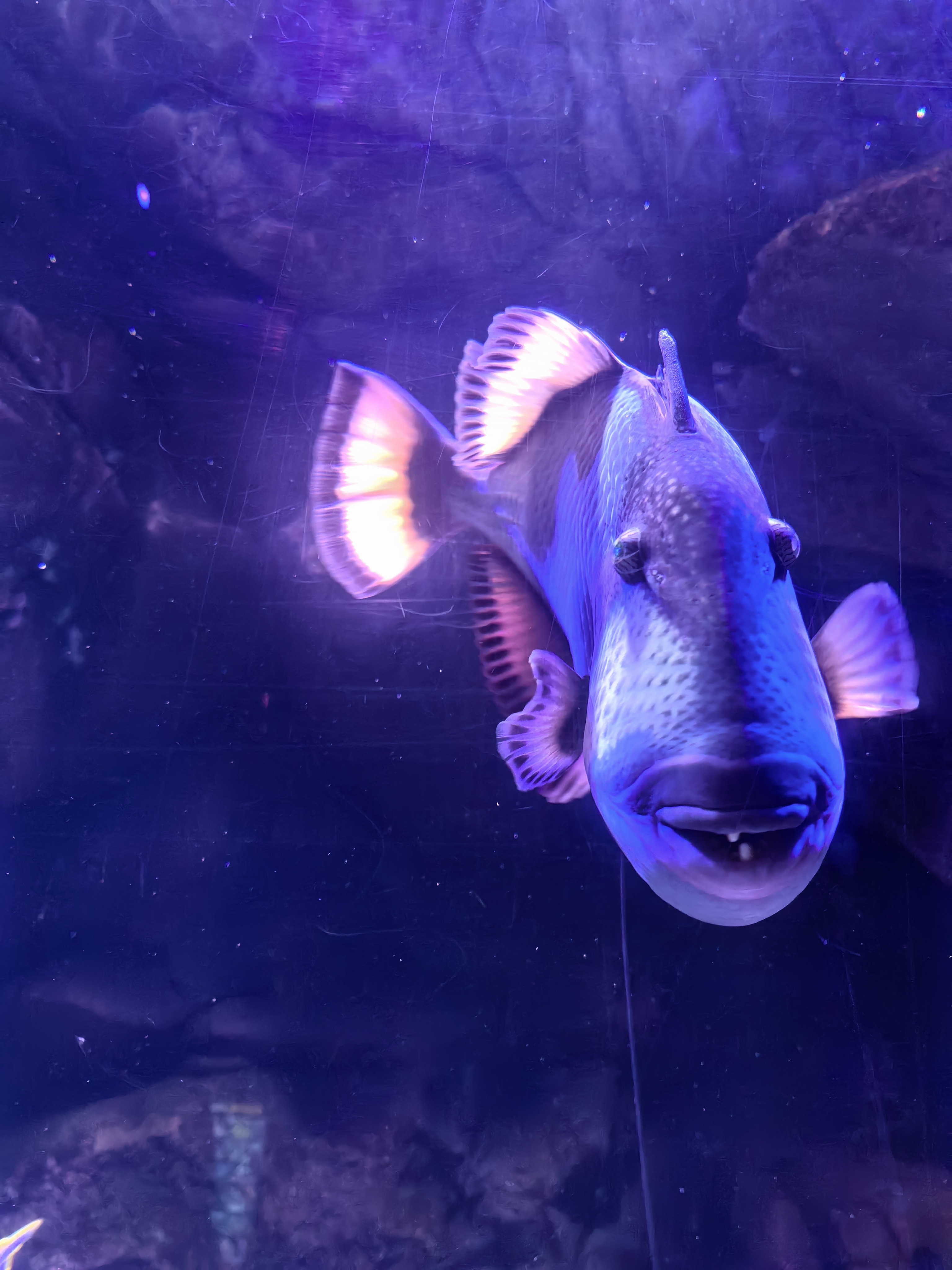 这鱼的表情大家给个评论!