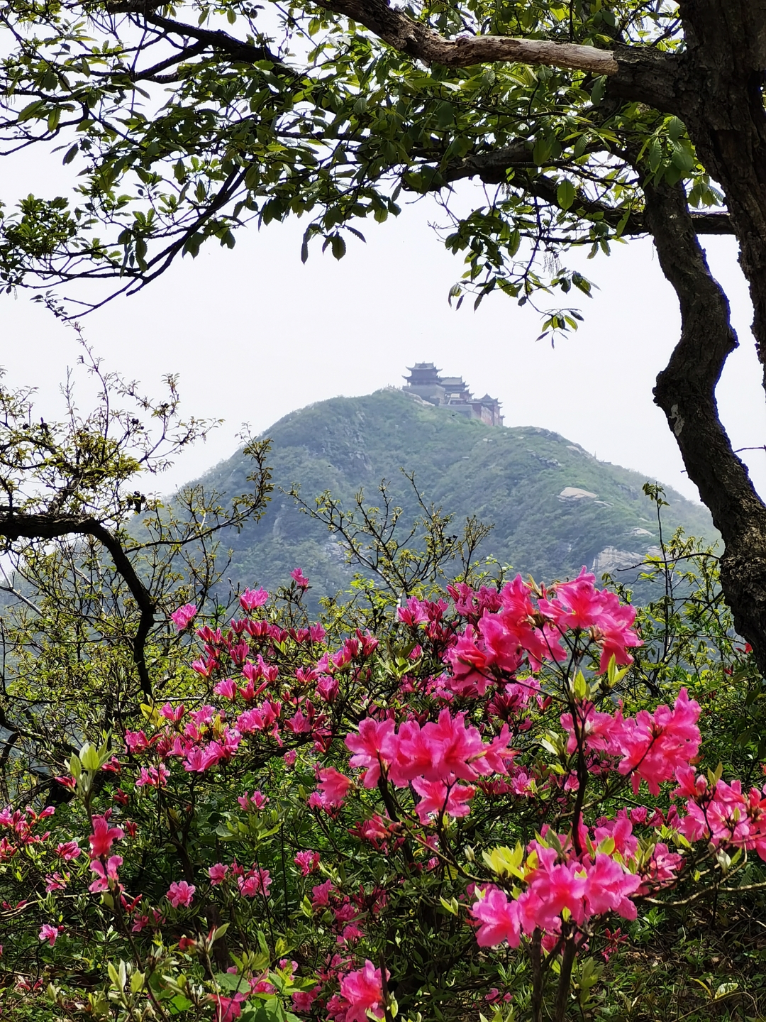 最美映山红 又名杜鹃花 娇艳色欲滴 痴爱我一傻