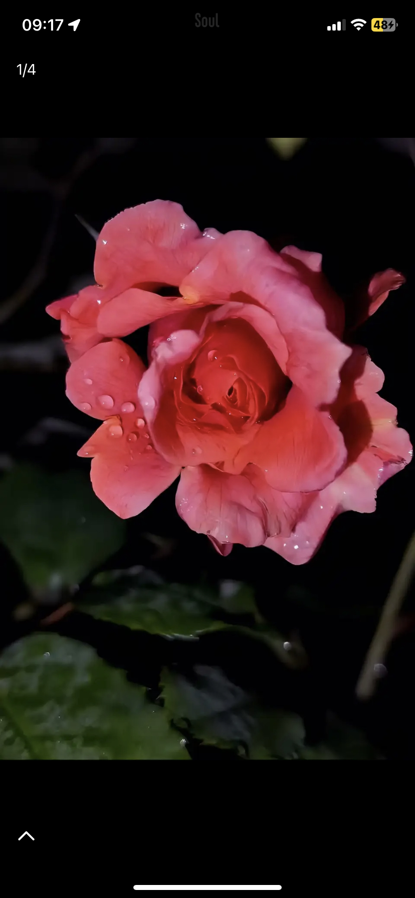 雨夜花花雨夜夜里花儿图片