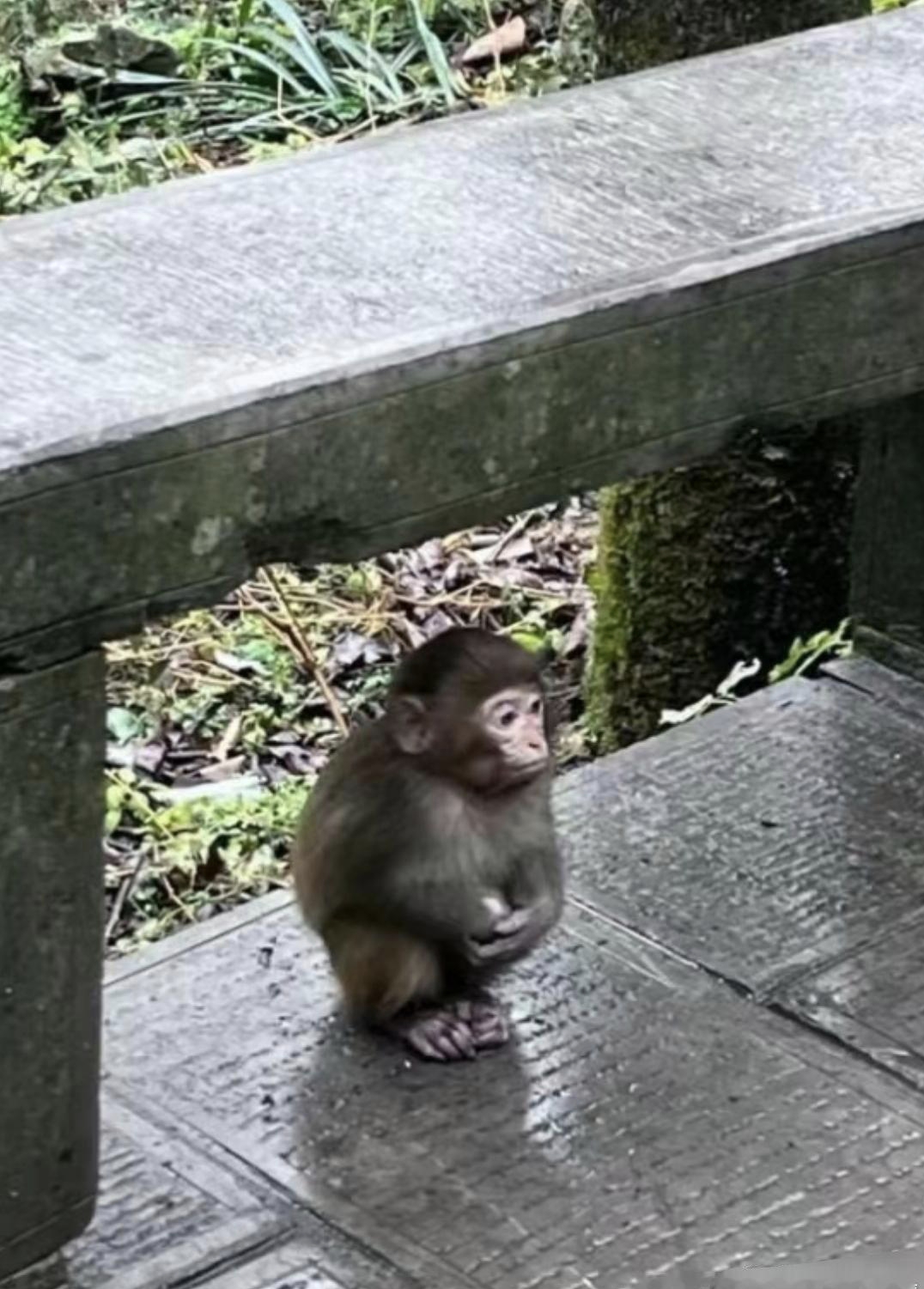 一只在石凳下躲雨的小猴子