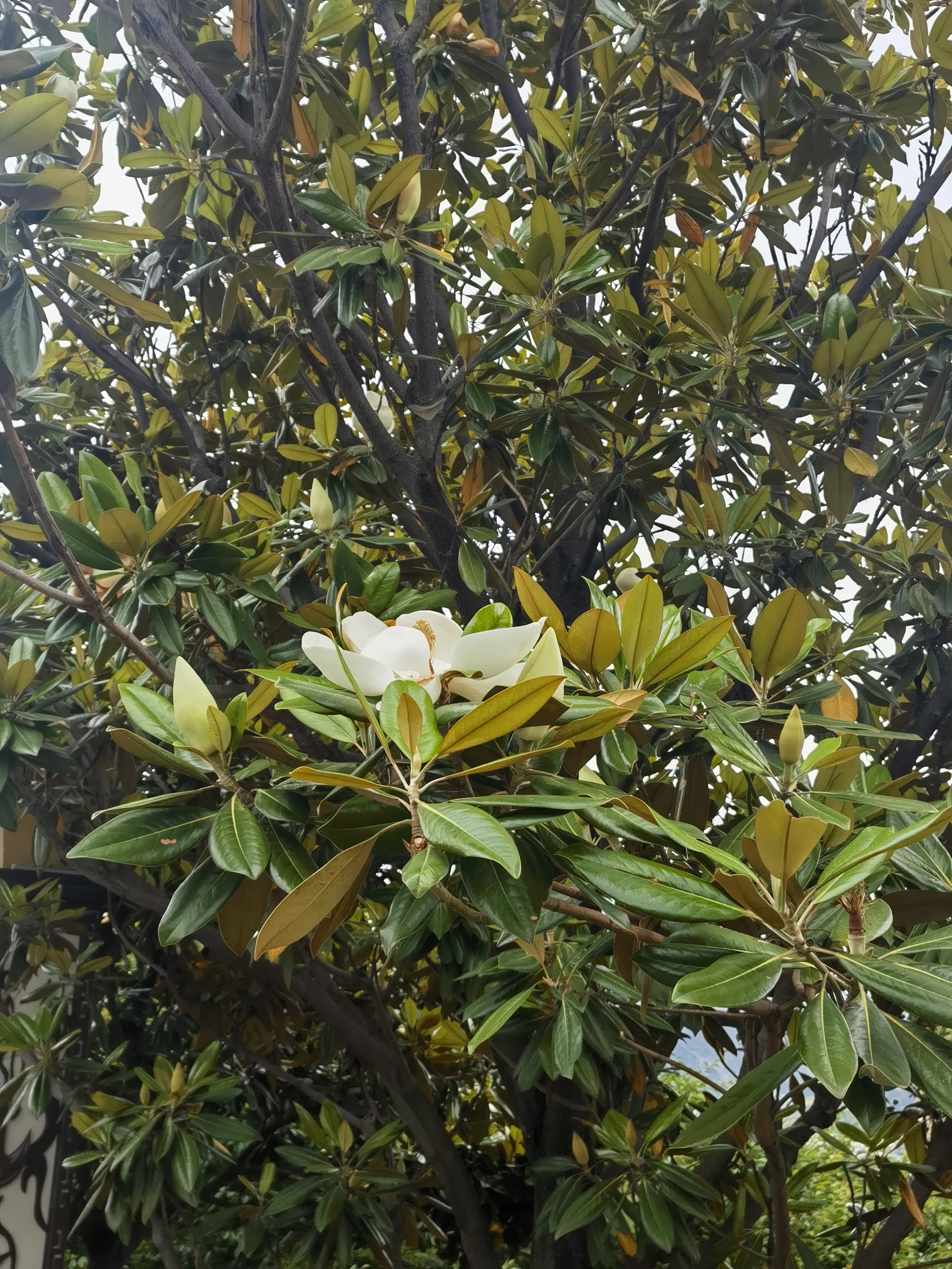 这种花树叫广玉兰  不同地方的人对这种树的俗称不一样