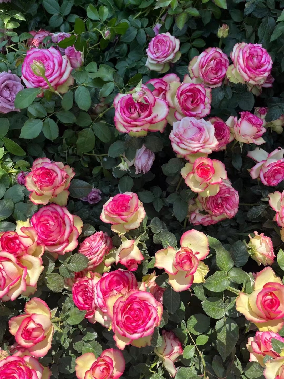 梦露月季,大花浓香,颜色浓烈艳丽,花型完美,常作为切花玫瑰来出售花朵