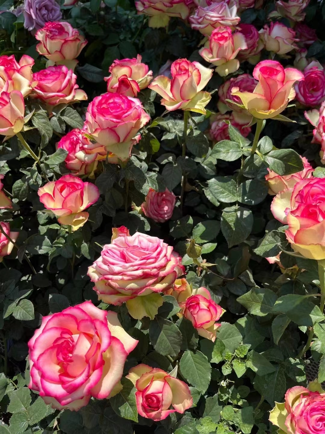 梦露月季,大花浓香,颜色浓烈艳丽,花型完美,常作为切花玫瑰来出售花朵