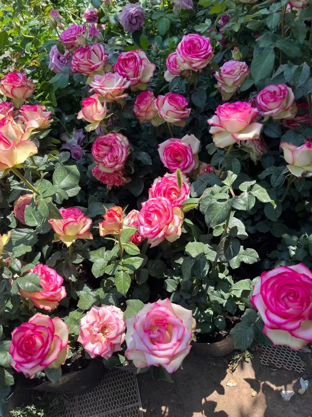 梦露月季,大花浓香,颜色浓烈艳丽,花型完美,常作为切花玫瑰来出售花朵