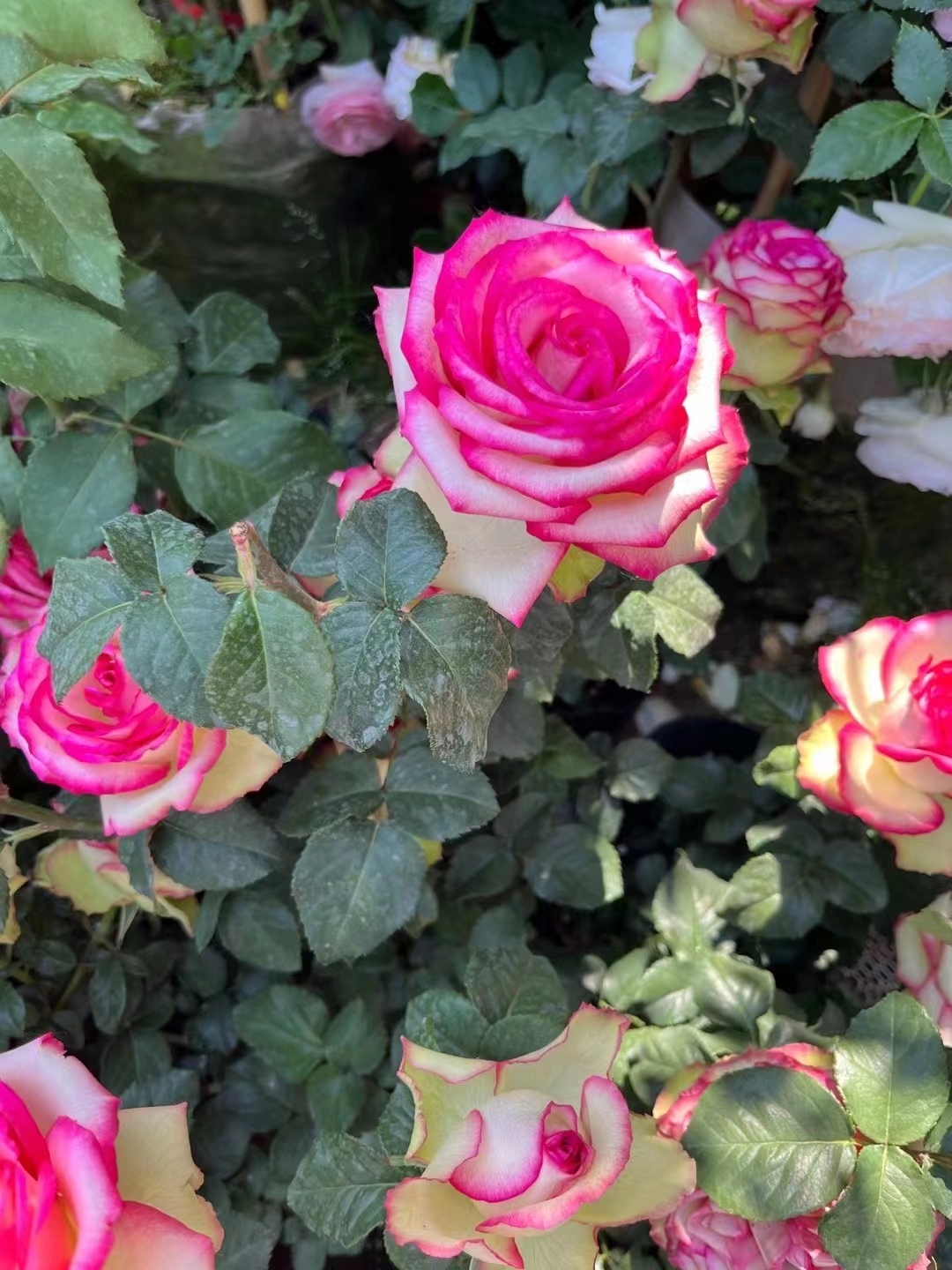 梦露月季,大花浓香,颜色浓烈艳丽,花型完美,常作为切花玫瑰来出售花朵