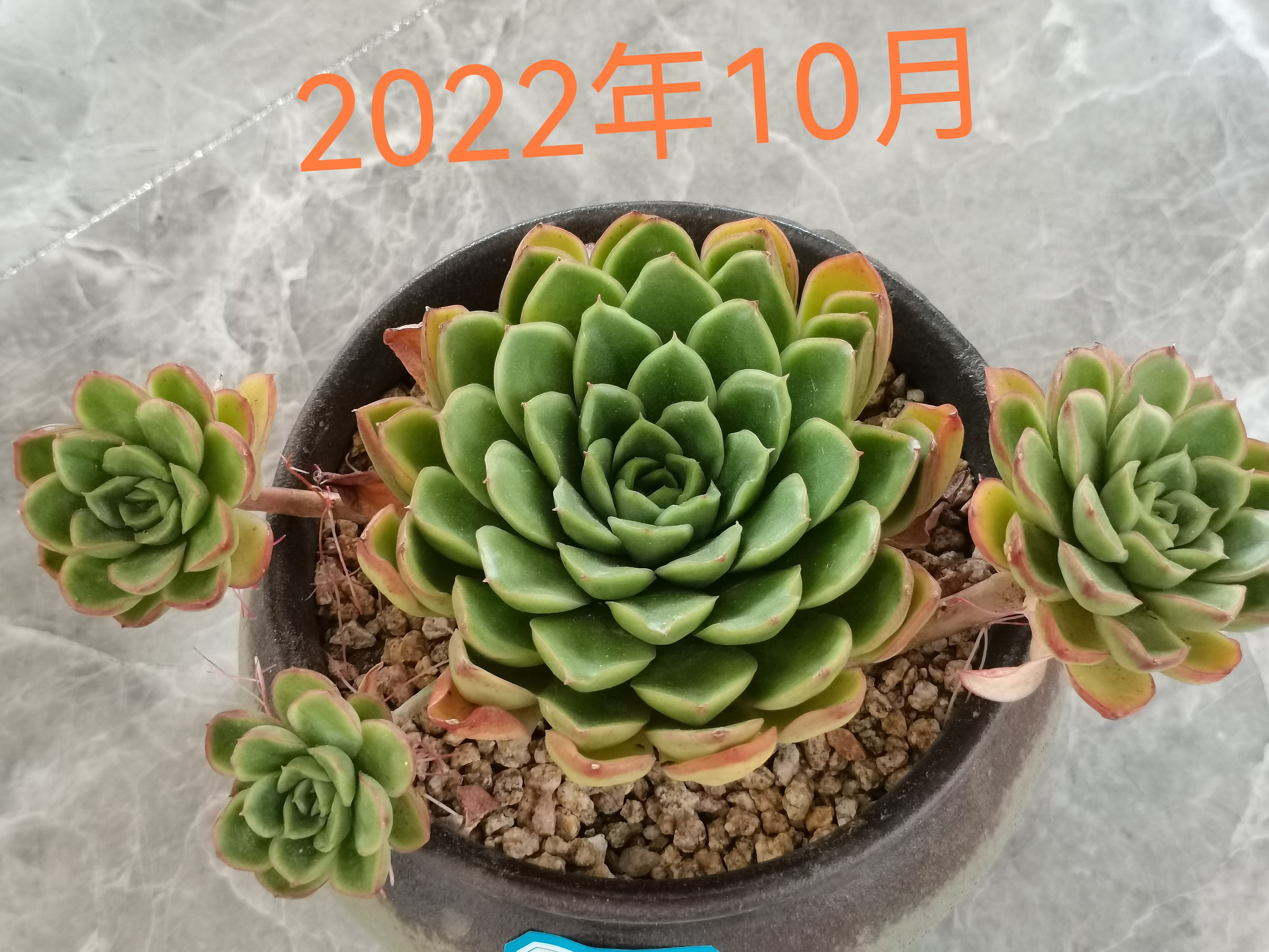 带着三个飘枝的多肉雨燕座,从22年9月入坑时买来,放在32层顶楼露养