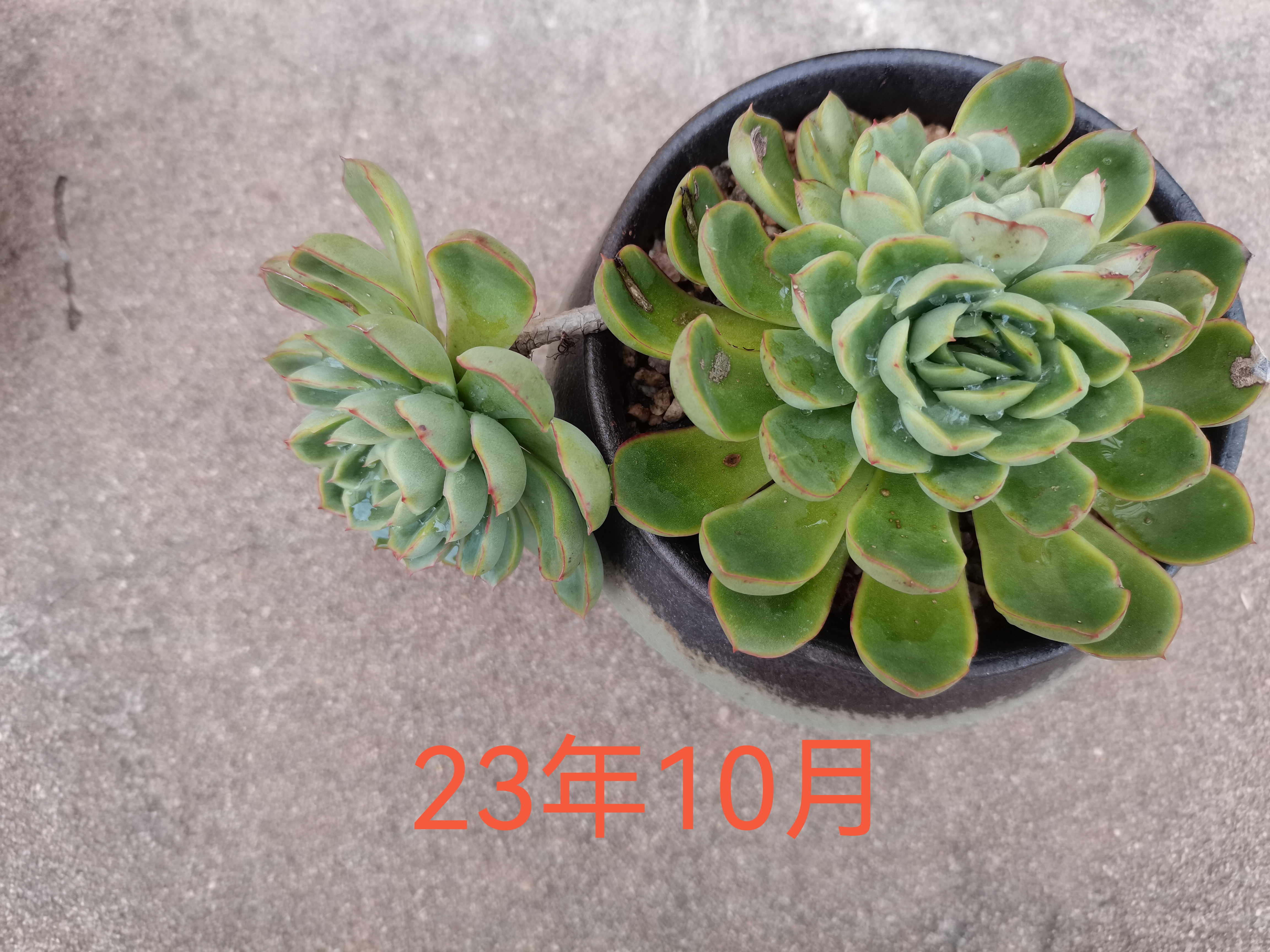 带着三个飘枝的多肉雨燕座,从22年9月入坑时买来,放在32层顶楼露养