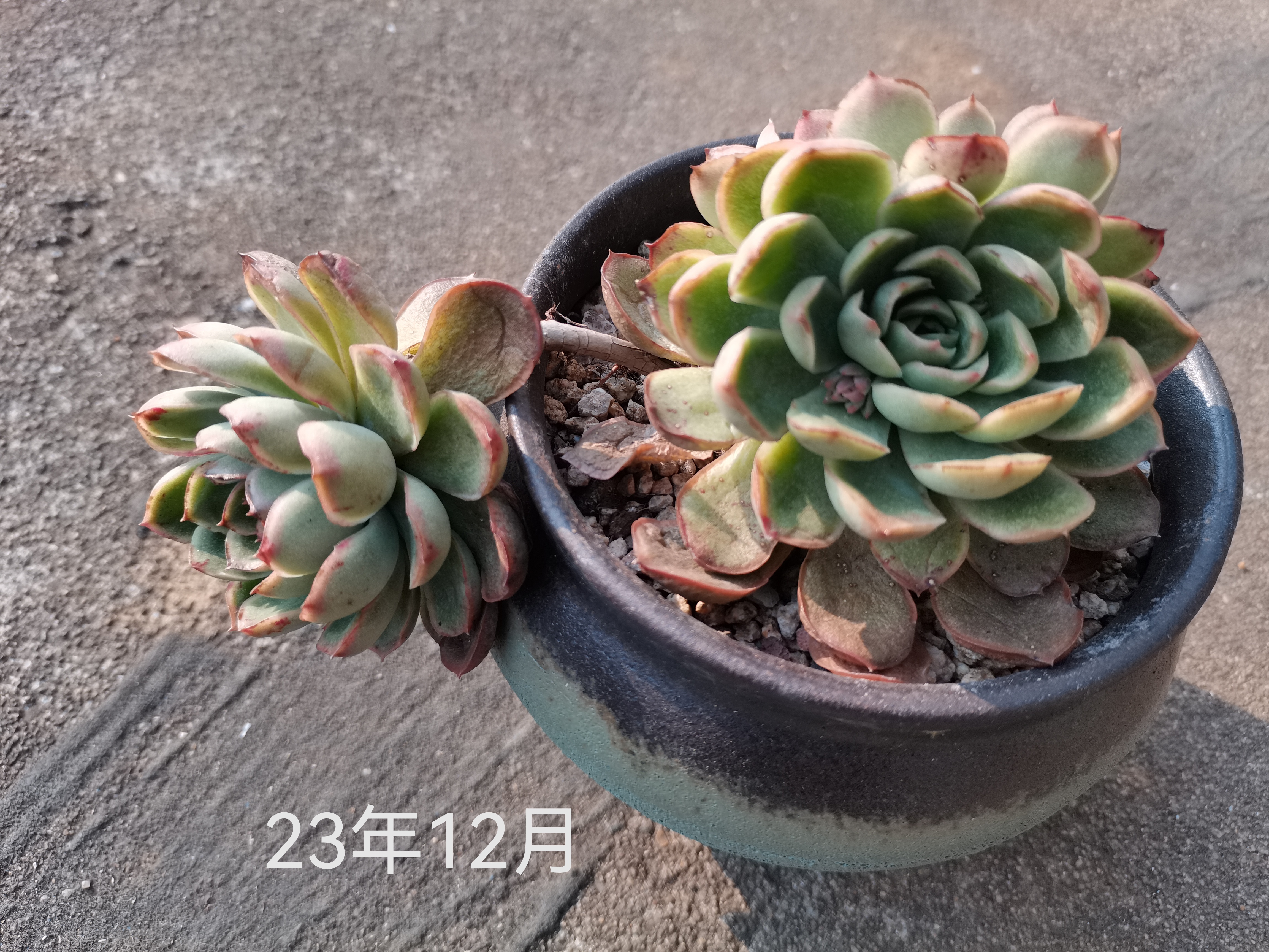 带着三个飘枝的多肉雨燕座,从22年9月入坑时买来,放在32层顶楼露养