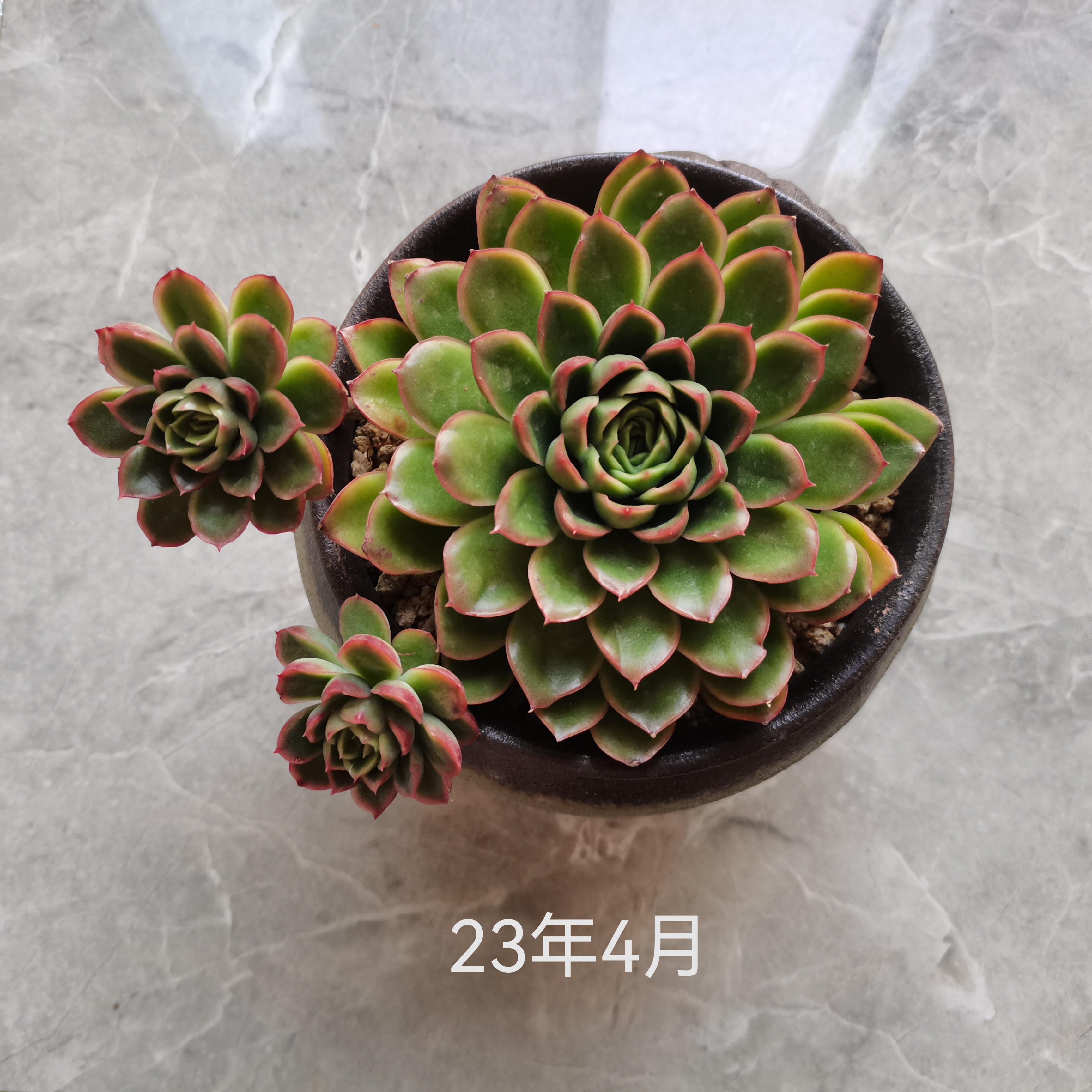 带着三个飘枝的多肉雨燕座,从22年9月入坑时买来,放在32层顶楼露养