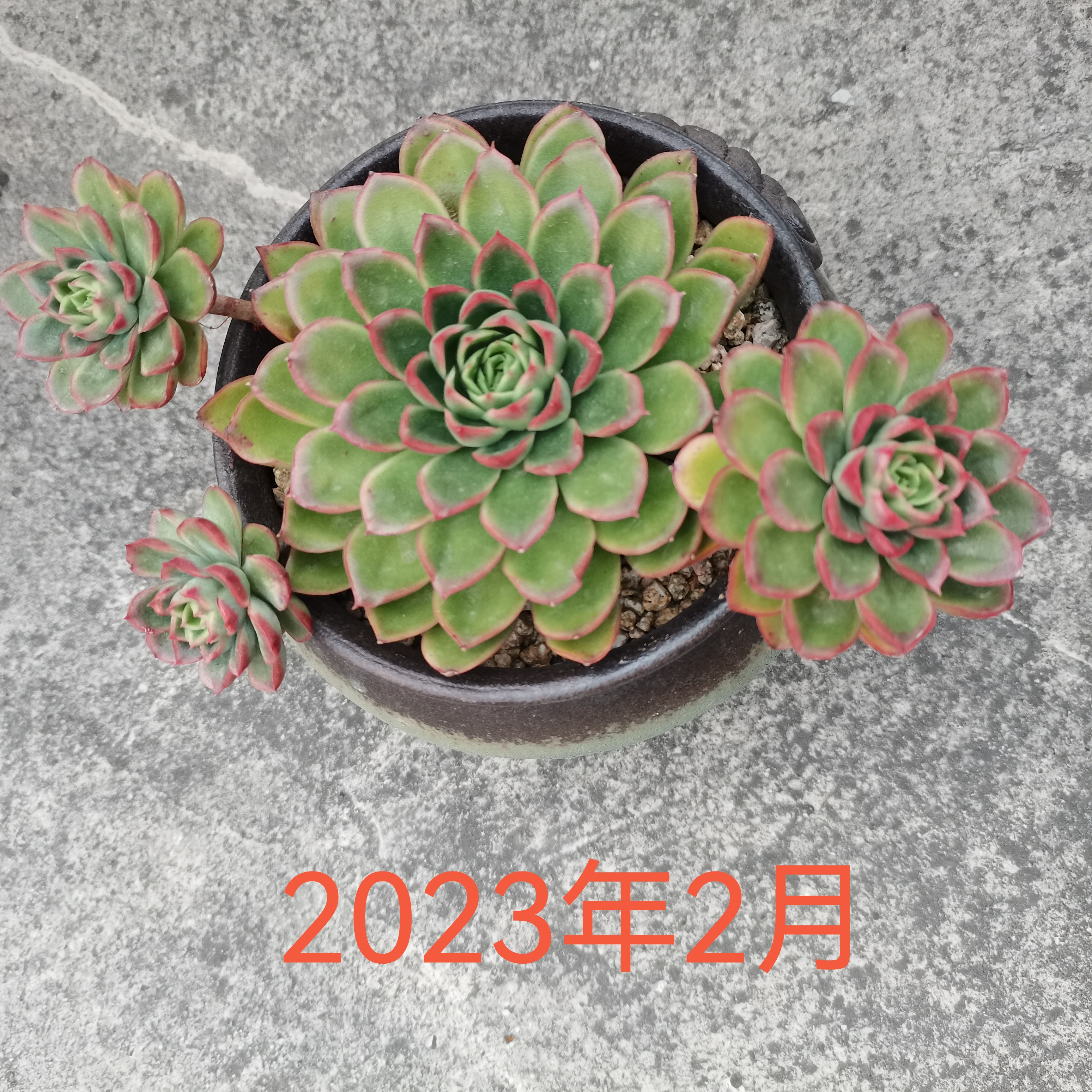 带着三个飘枝的多肉雨燕座,从22年9月入坑时买来,放在32层顶楼露养