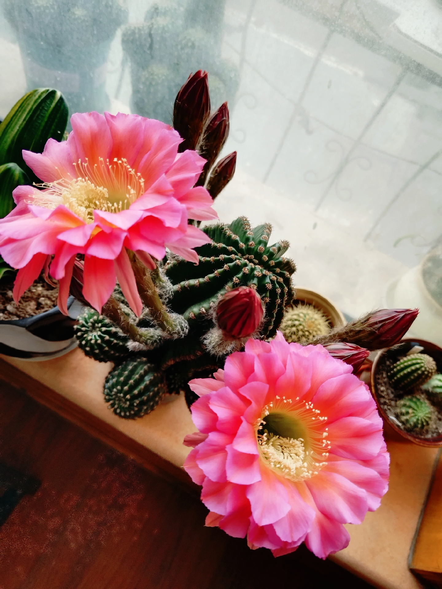 东北 浓桃筋因为一冬天没见阳光 今年第一次开花