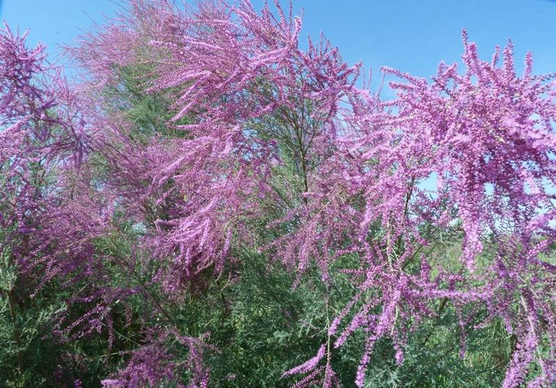 红柳花 戈壁荒滩大漠家, 蓬蓬簇簇傲风沙.