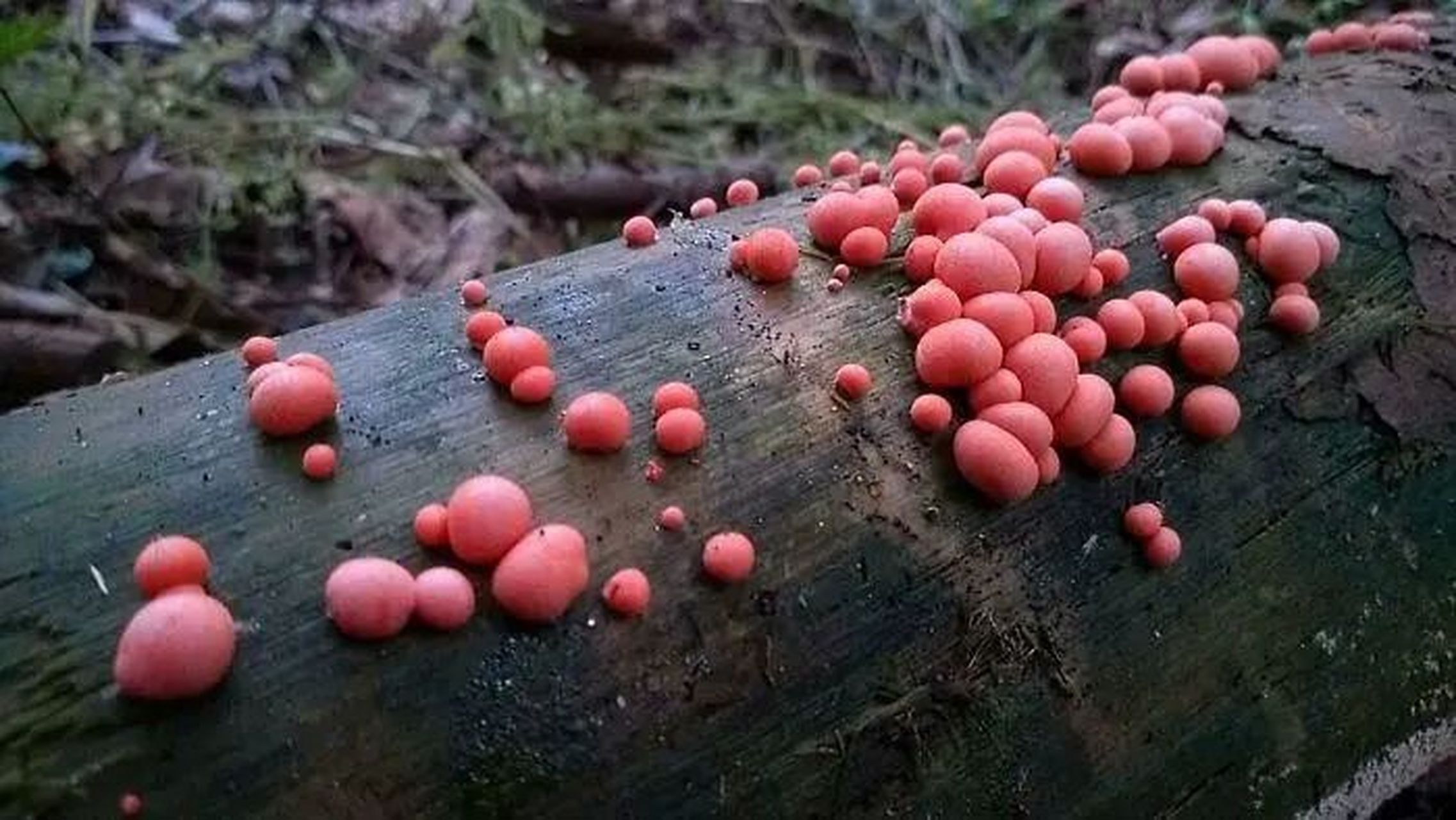 蘑菇怪完全体图片