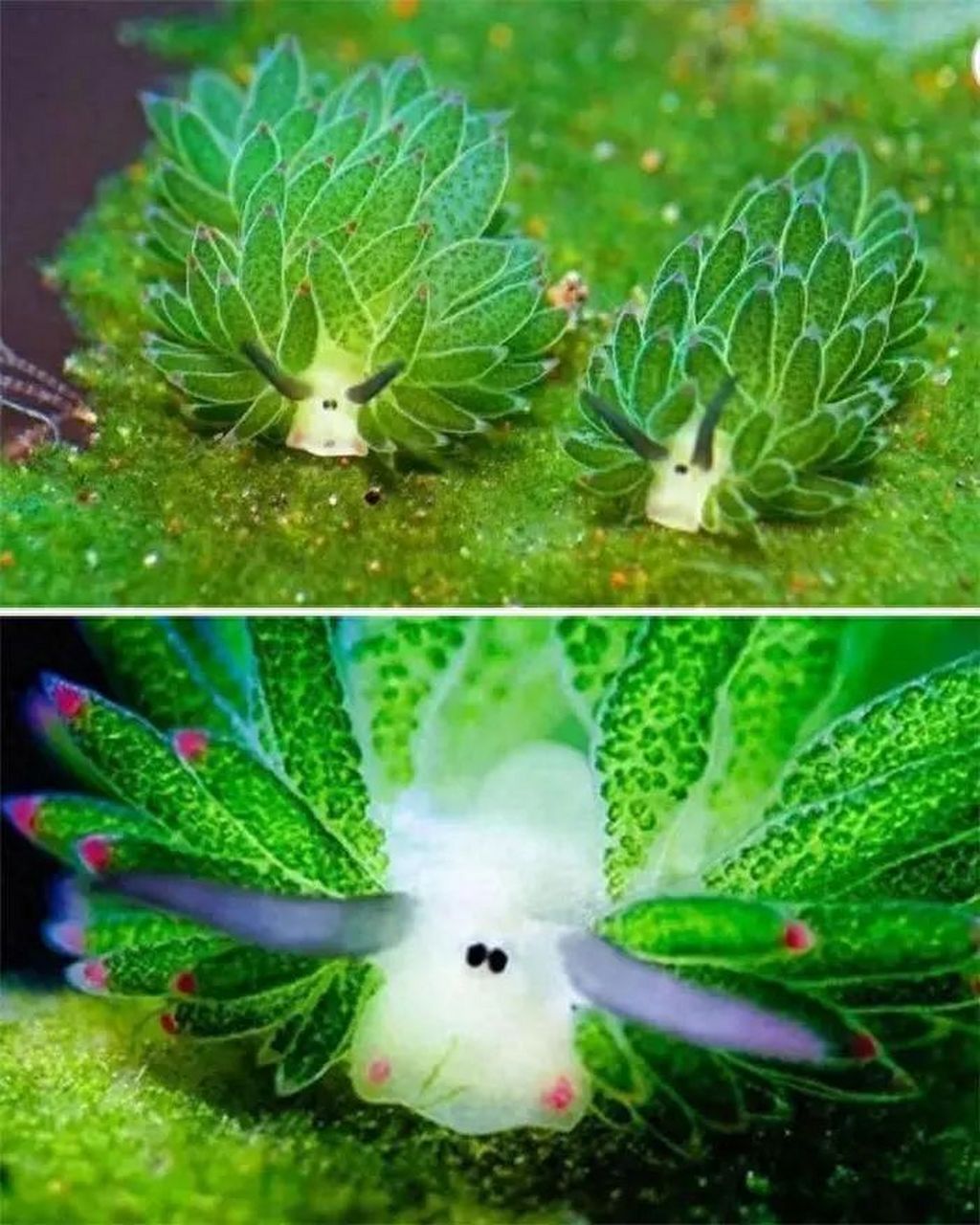 罕见海洋生物