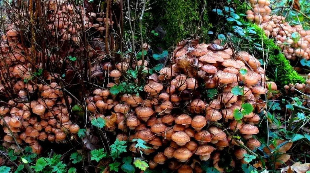 地球上最大的生物体  奥氏蜜环菌,地球上的巨无霸,其庞大的菌丝体覆盖