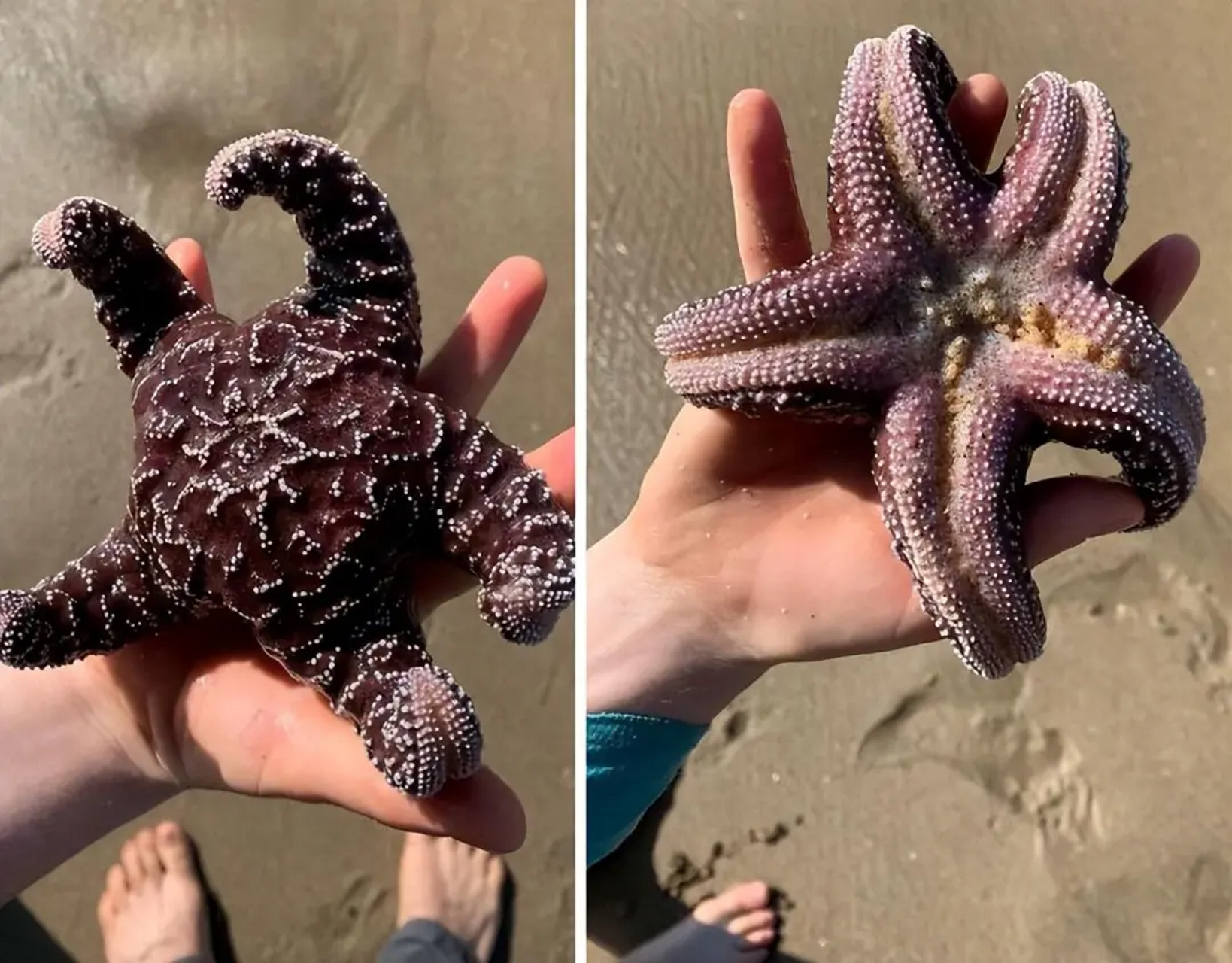 海滩上的生物