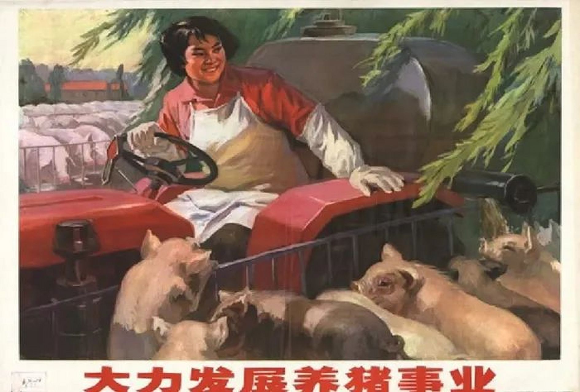 1960年代养猪宣传画