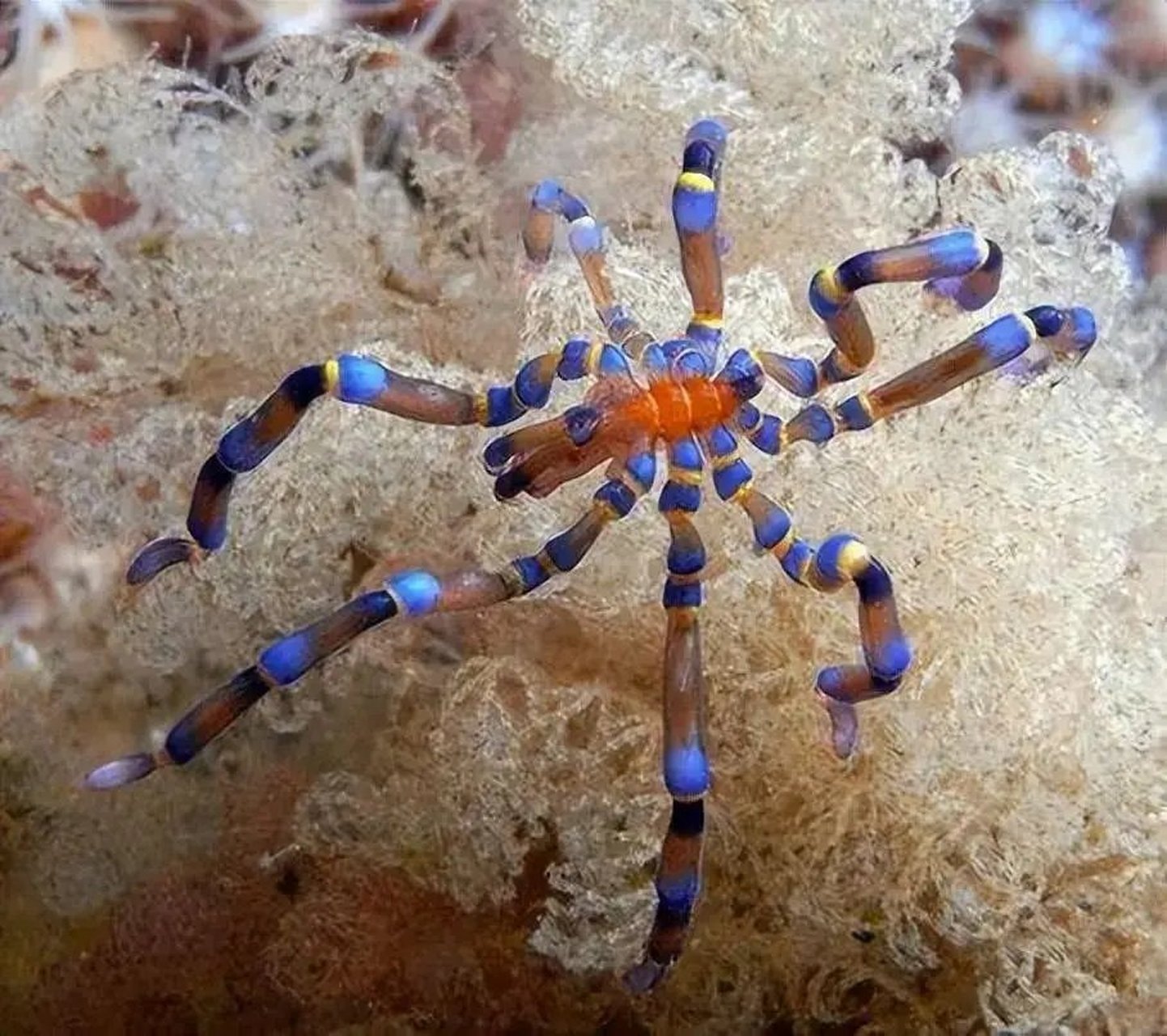 海蜘蛛 废物图片