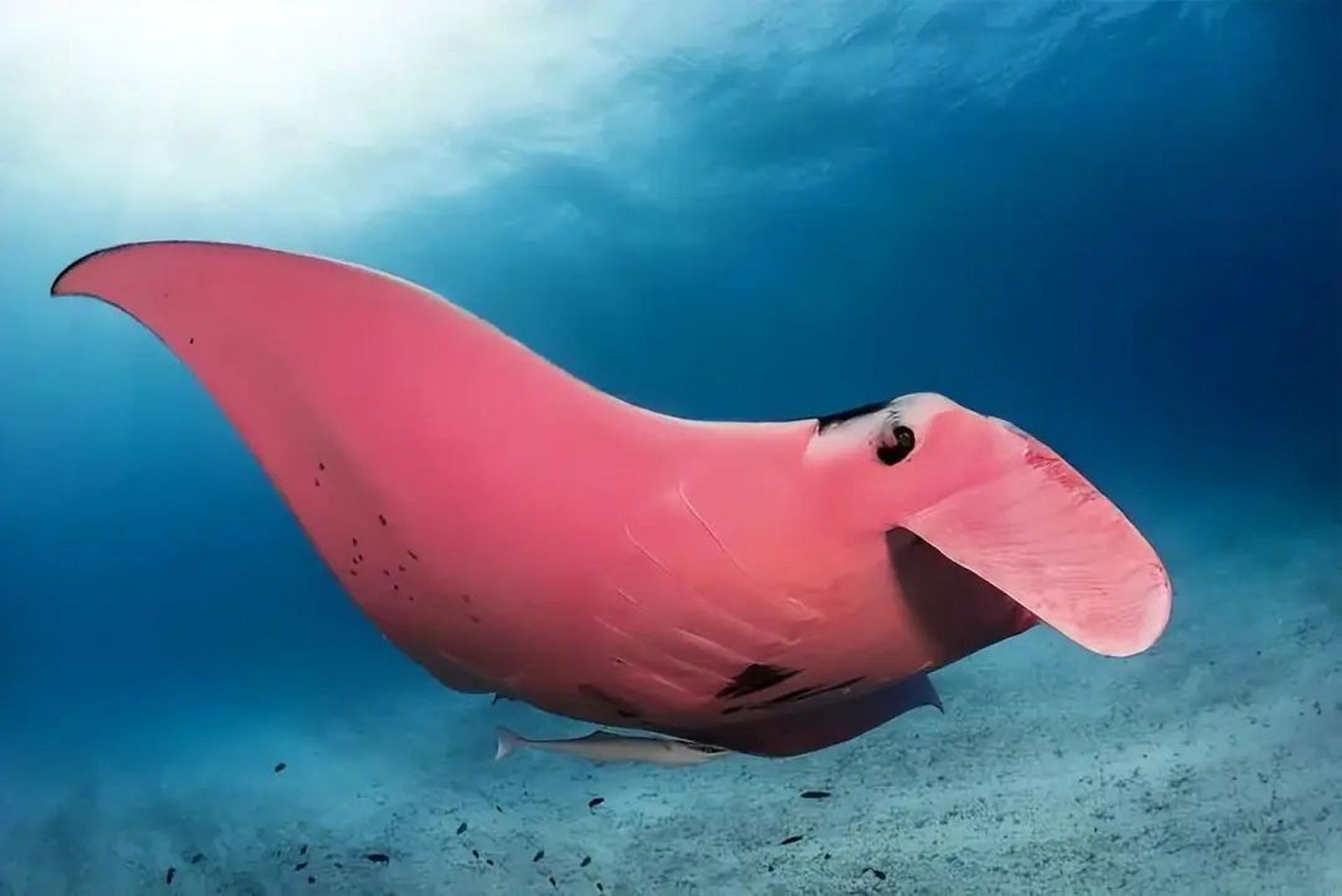 罕见海洋生物