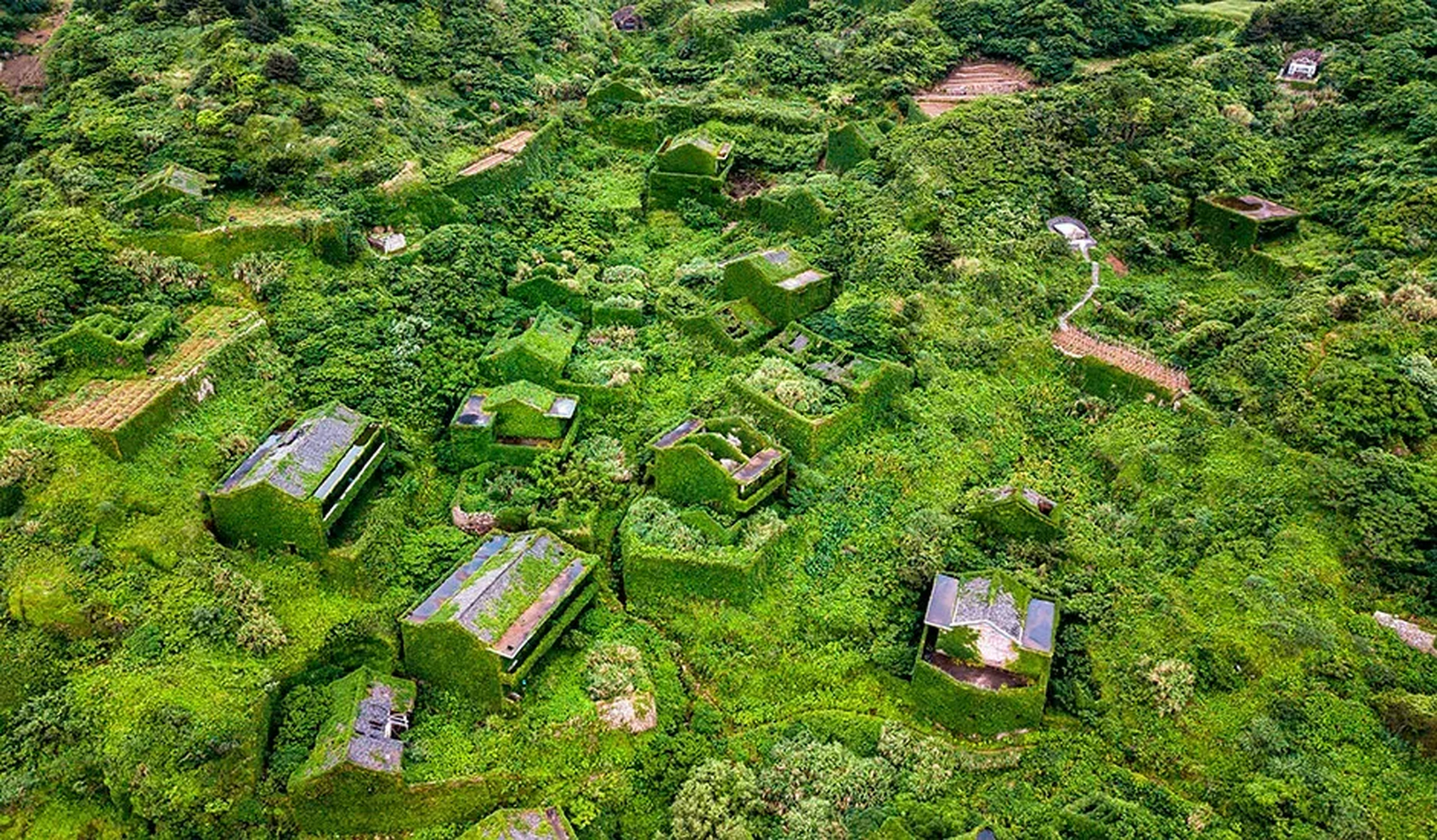 嵊山岛上的后头湾村,在村民搬迁后的二十多年后,村子被绿覆盖