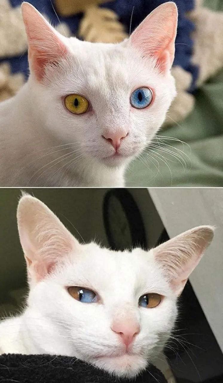 双色的眼睛的猫