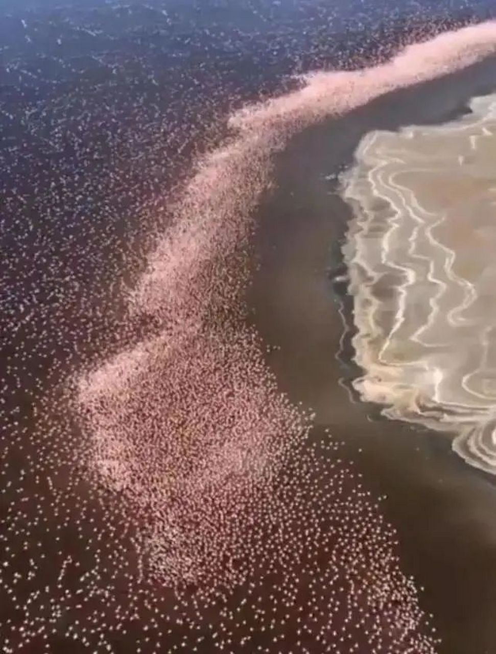 海滩上的火烈鸟