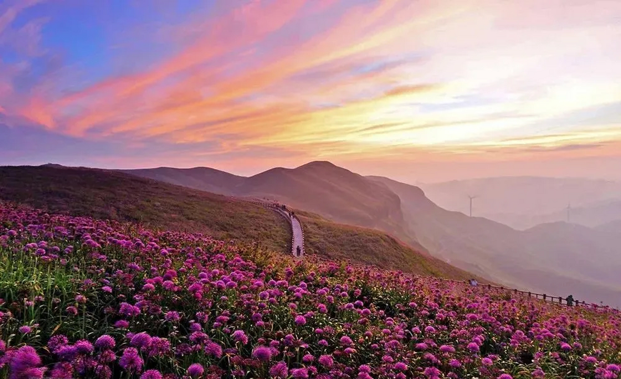 贵州花海