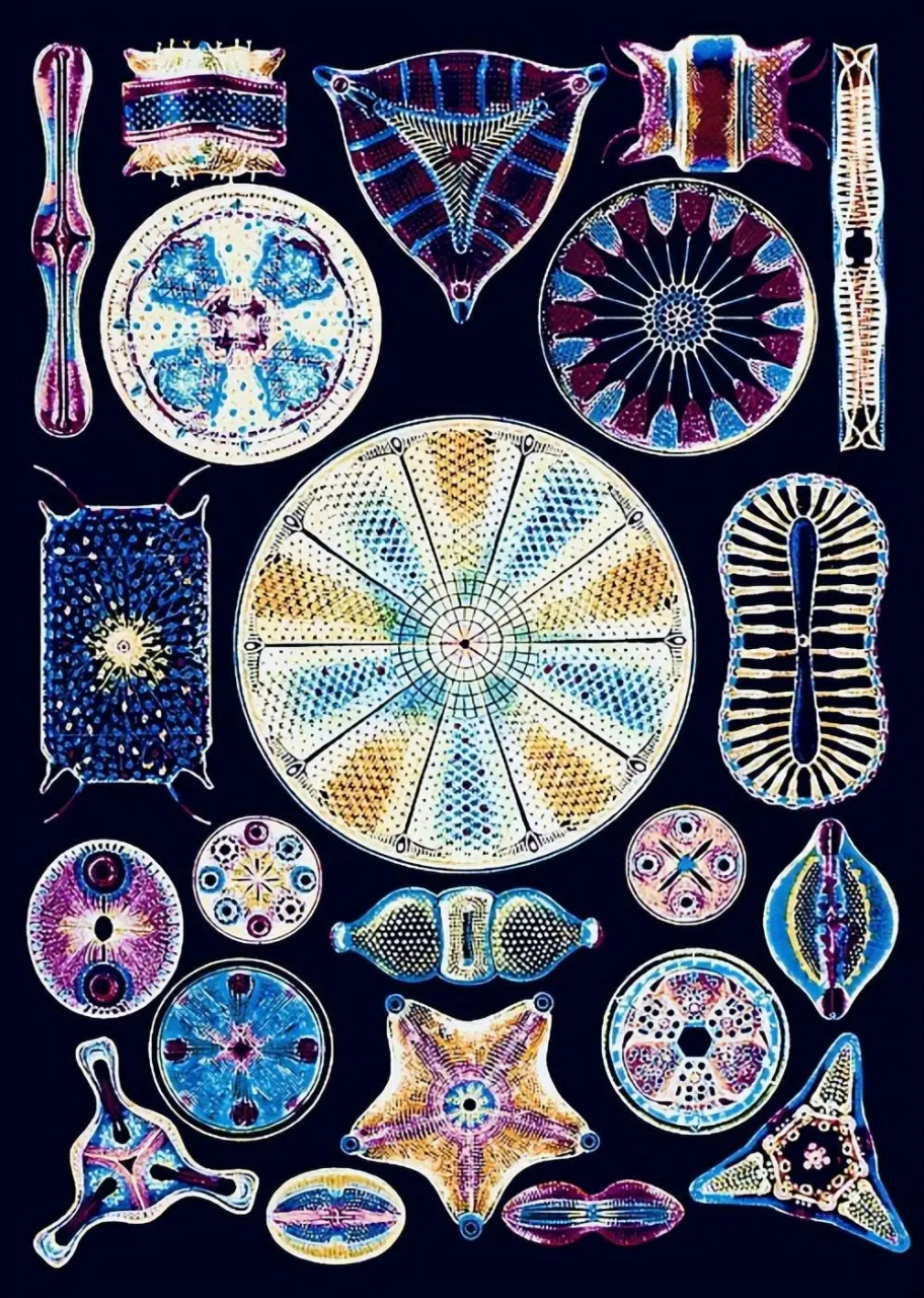 电子显微镜下的各种硅藻