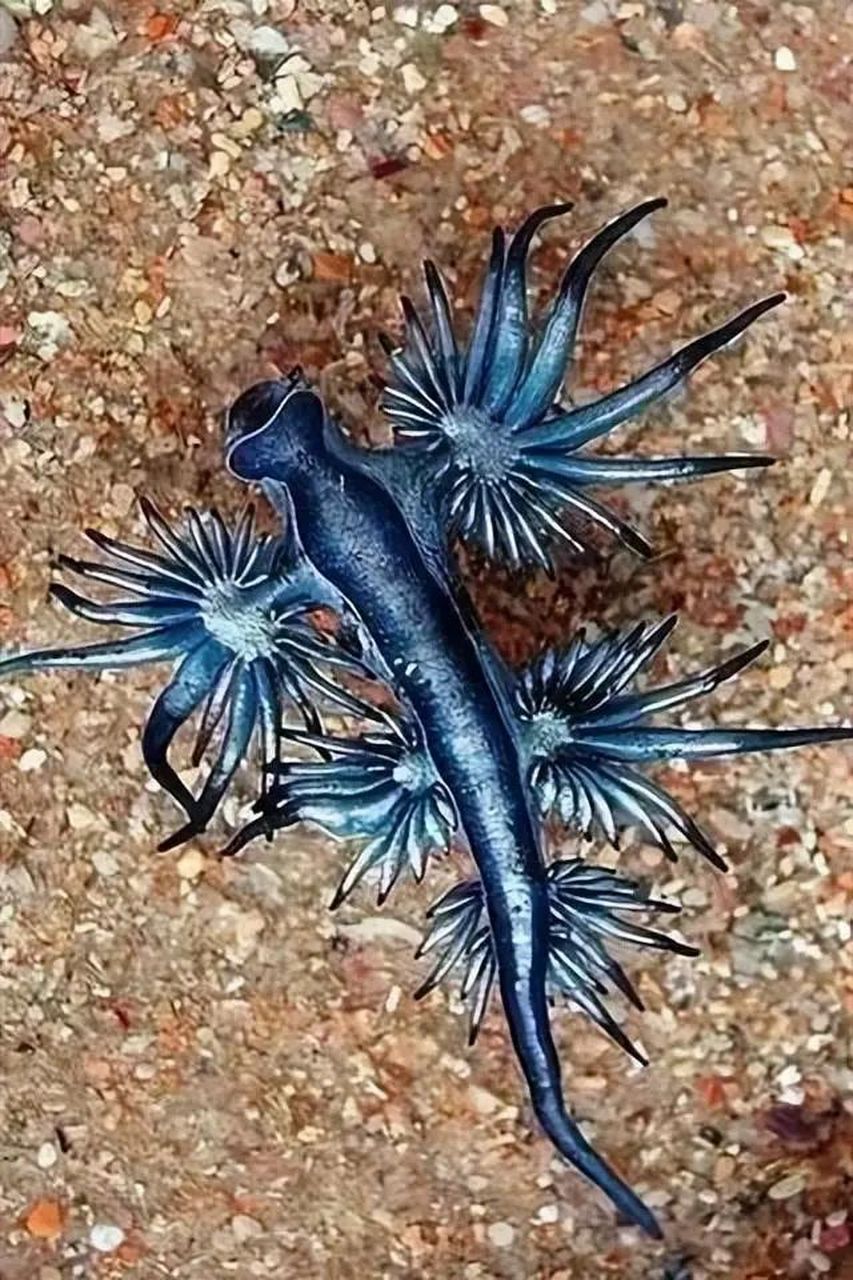 罕见海洋生物