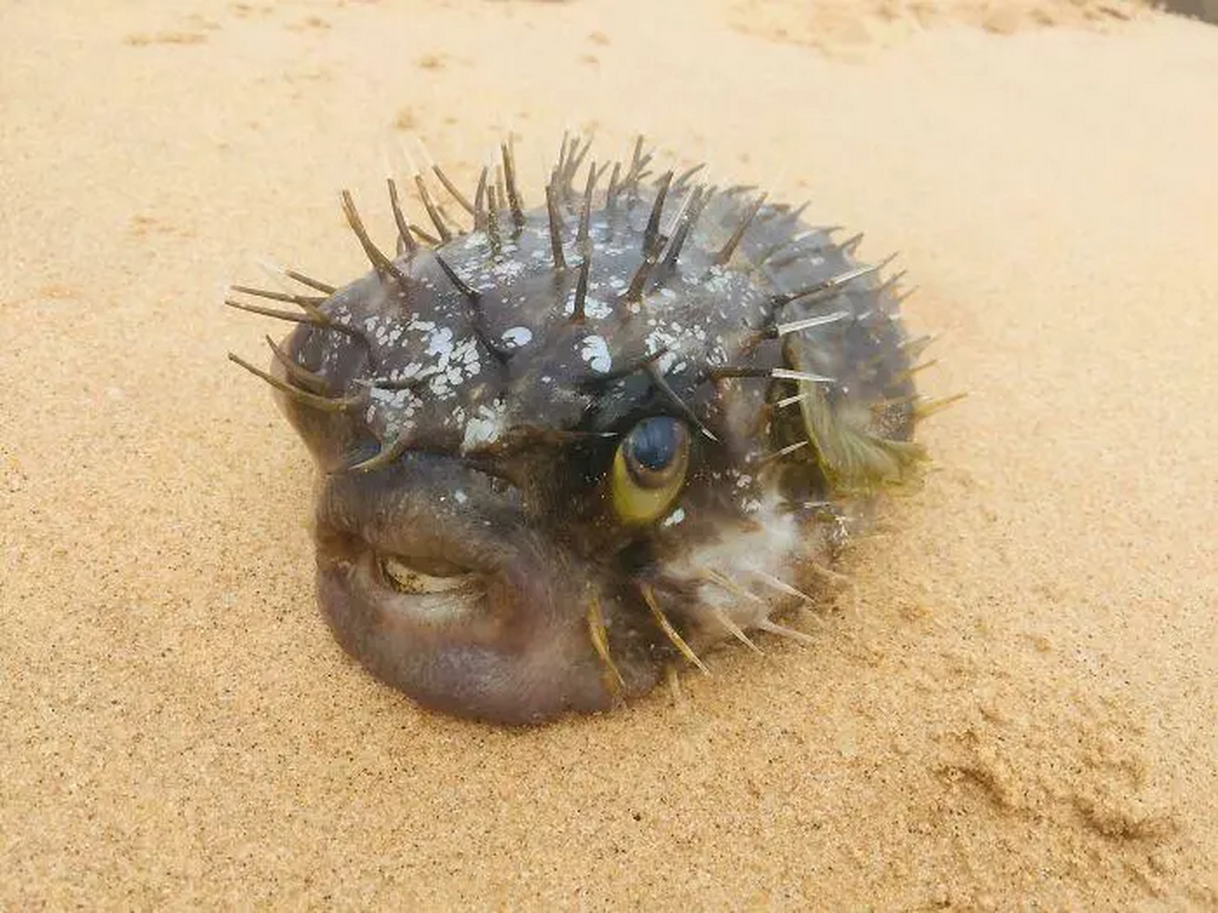 海滩上的生物