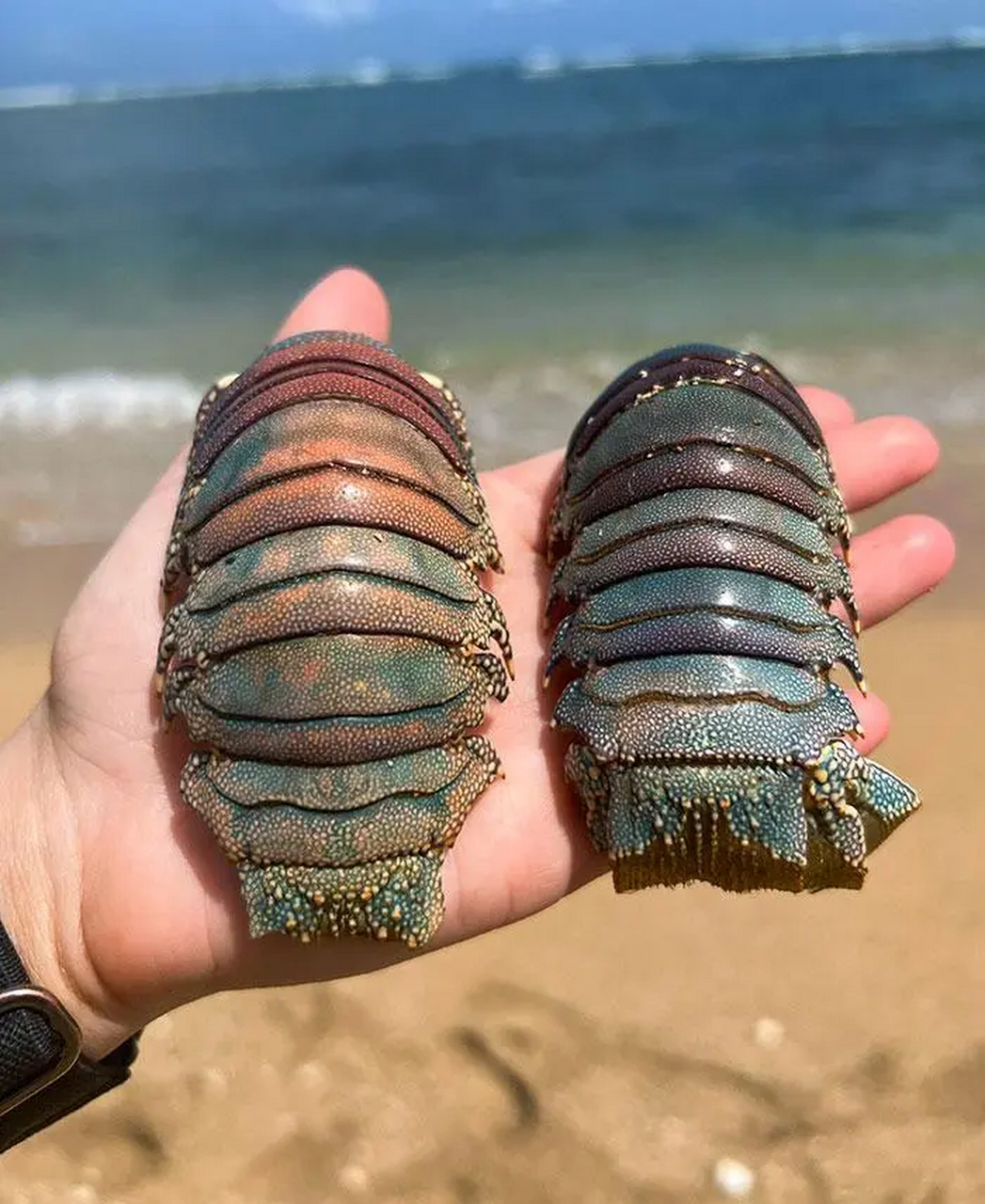海滩上的生物