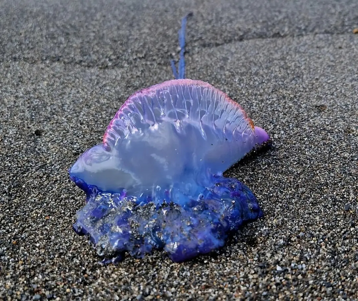 海滩上的生物