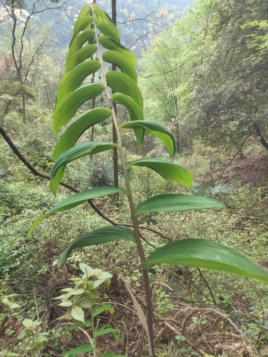 湖南怀化市雪峰山野生黄精