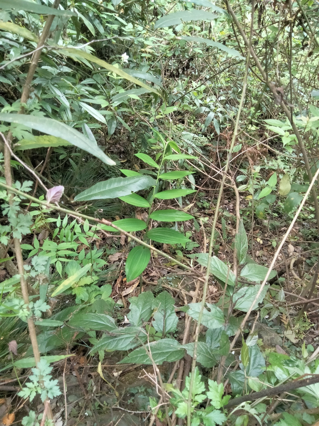 满山黄草药图片图片