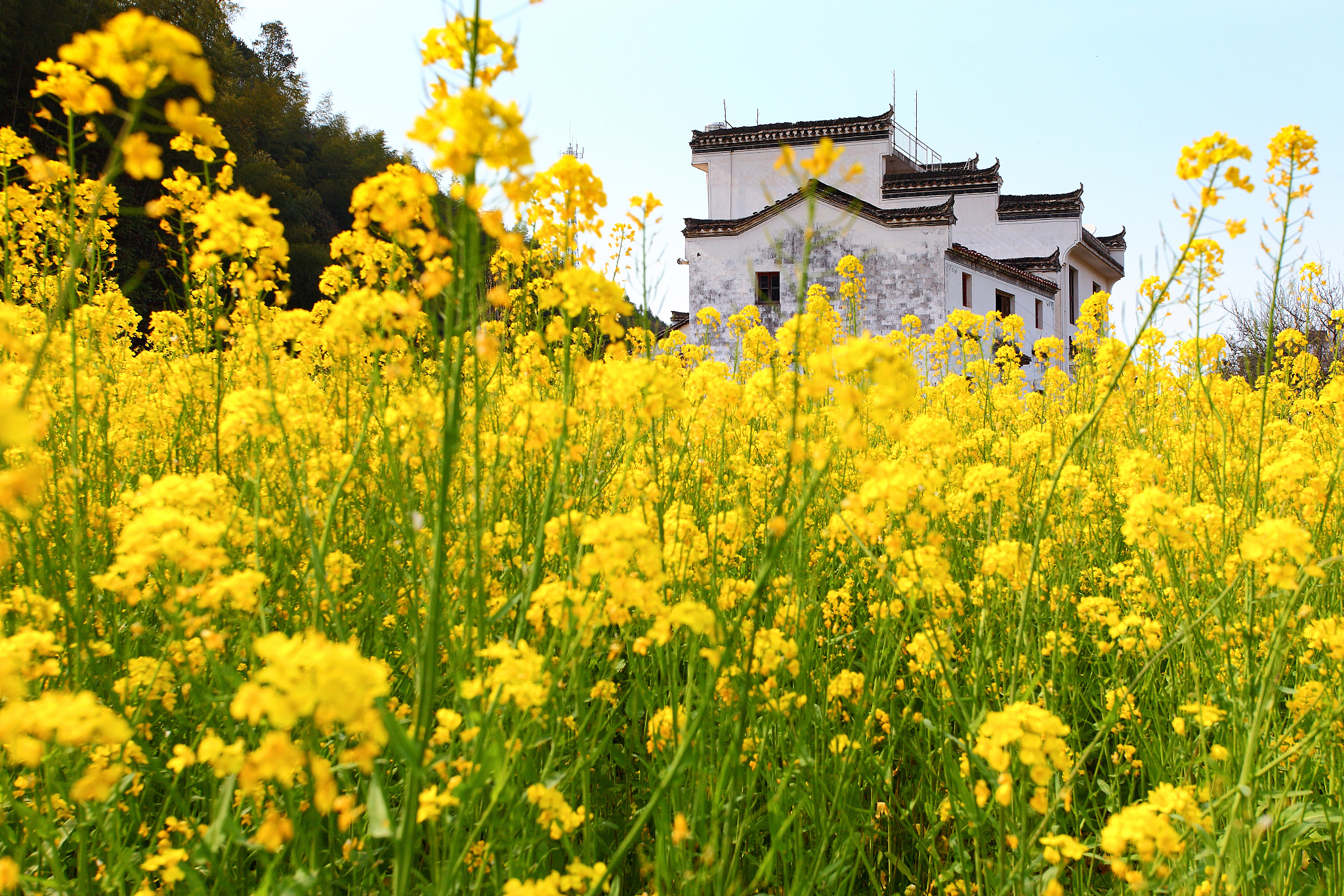 韶关油菜花海观赏时间图片