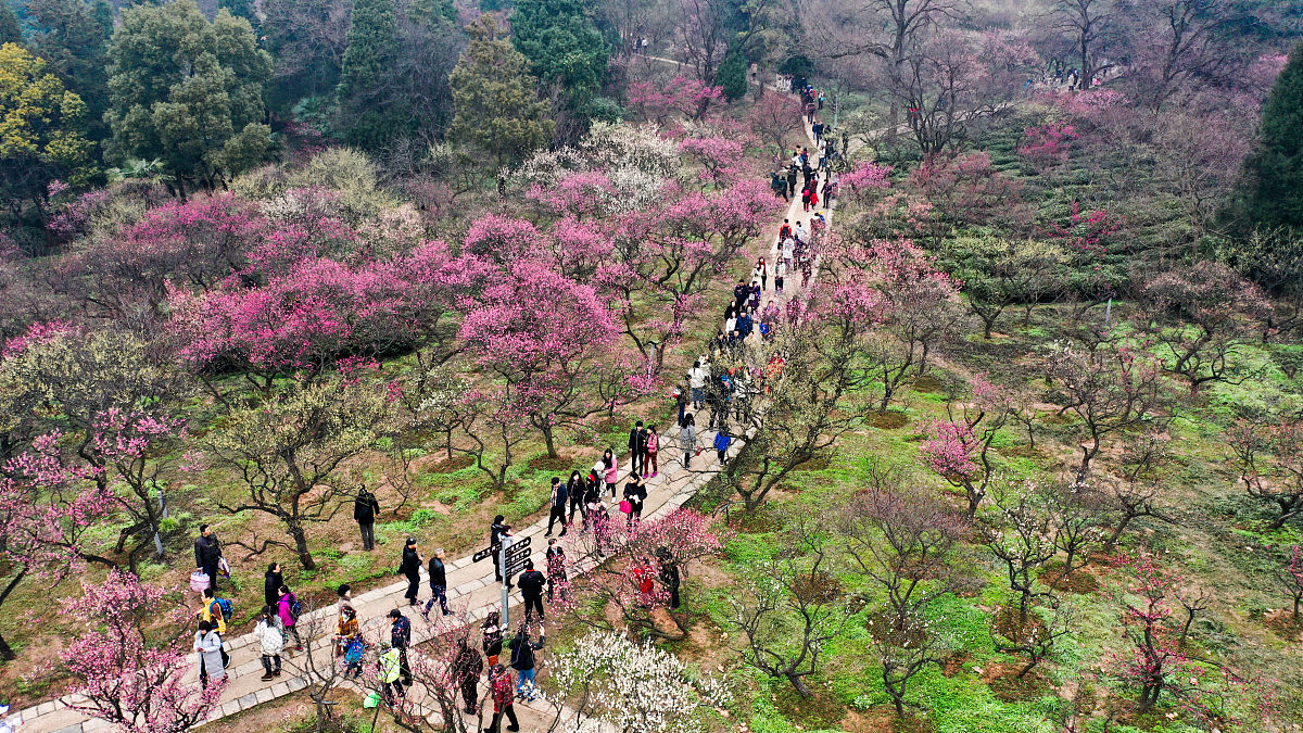 陆河世外梅园景区图片